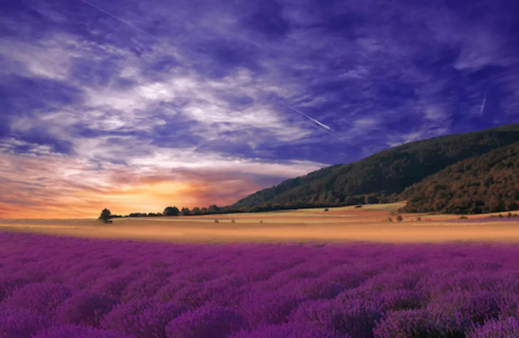 Papermoon Fototapete »PANORAMA-LANDSCHAFT VIOLETT GEBIRGE WIESE FELD LAVEND günstig online kaufen