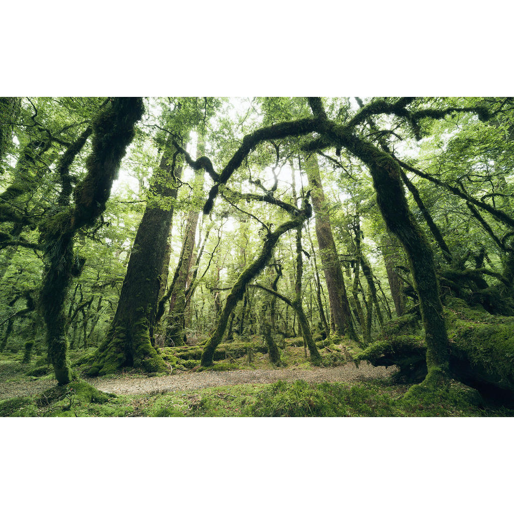 Sanders & Sanders Fototapete Wald Grün 450 x 280 cm 612685 günstig online kaufen