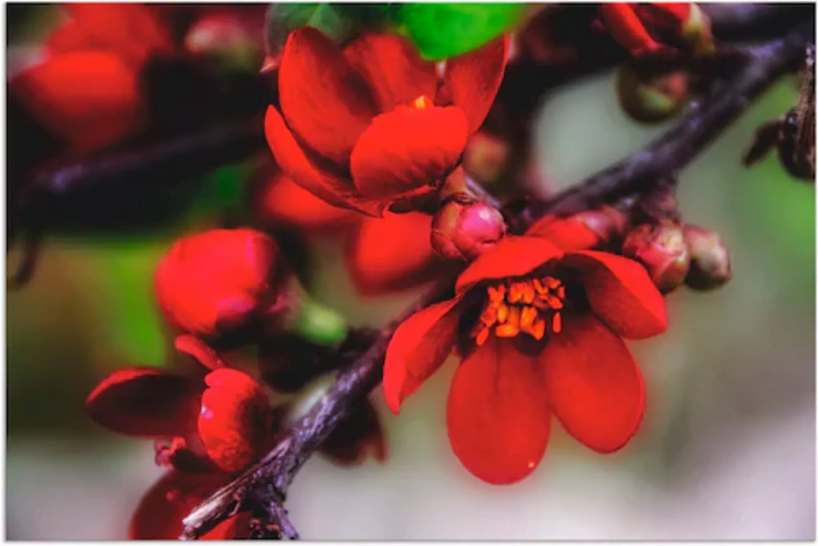 Artland Wandbild »Quittenblüte II«, Blumen, (1 St.), als Alubild, Outdoorbi günstig online kaufen