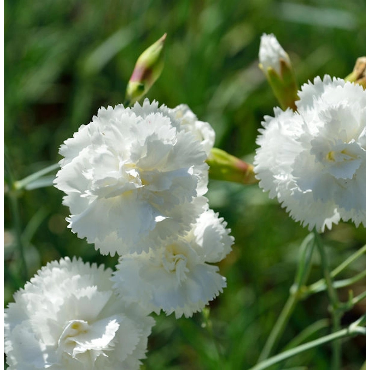 Federnelke Albus Plenus - Dianthus plumarius günstig online kaufen