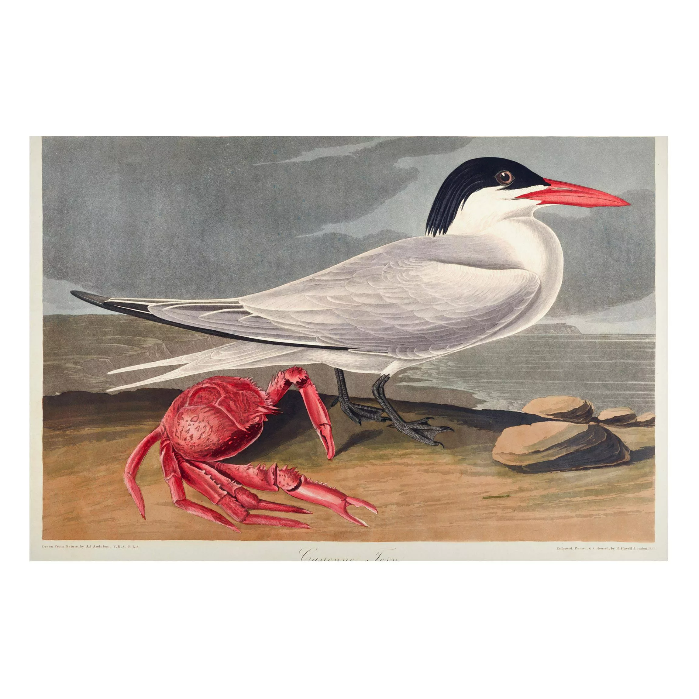 Magnettafel Tiere - Querformat 3:2 Vintage Lehrtafel Brandseeschwalbe günstig online kaufen