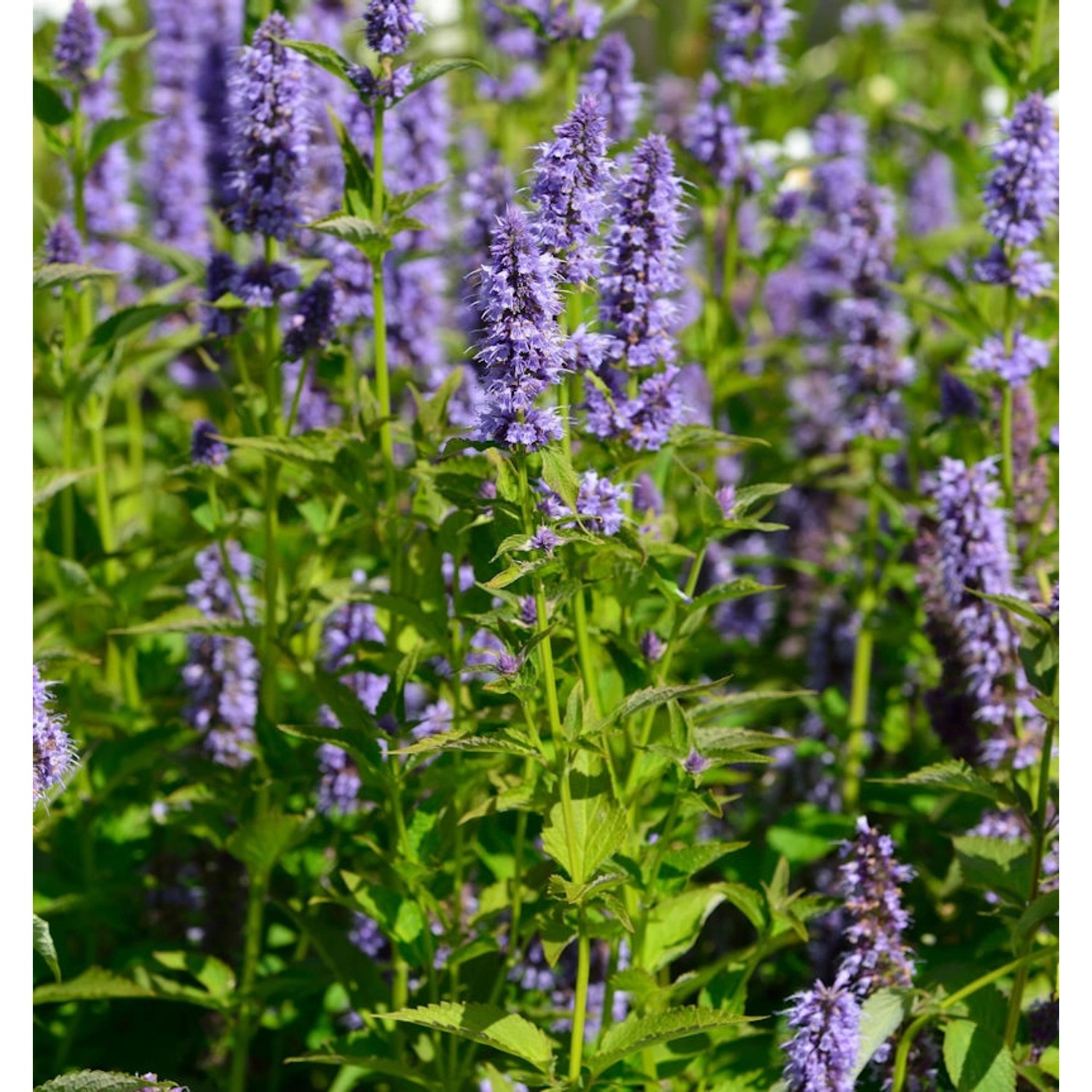 Asiatische Duftnessel - Agastache rugosa günstig online kaufen