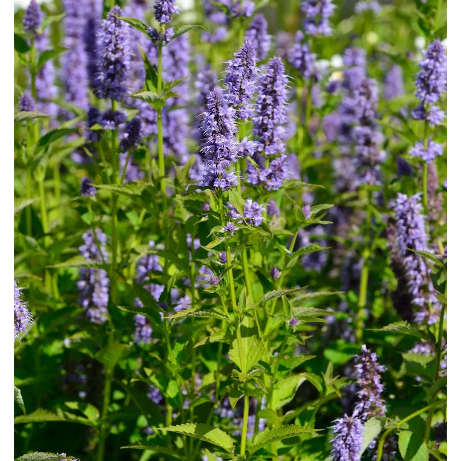 Asiatische Duftnessel - Agastache rugosa günstig online kaufen