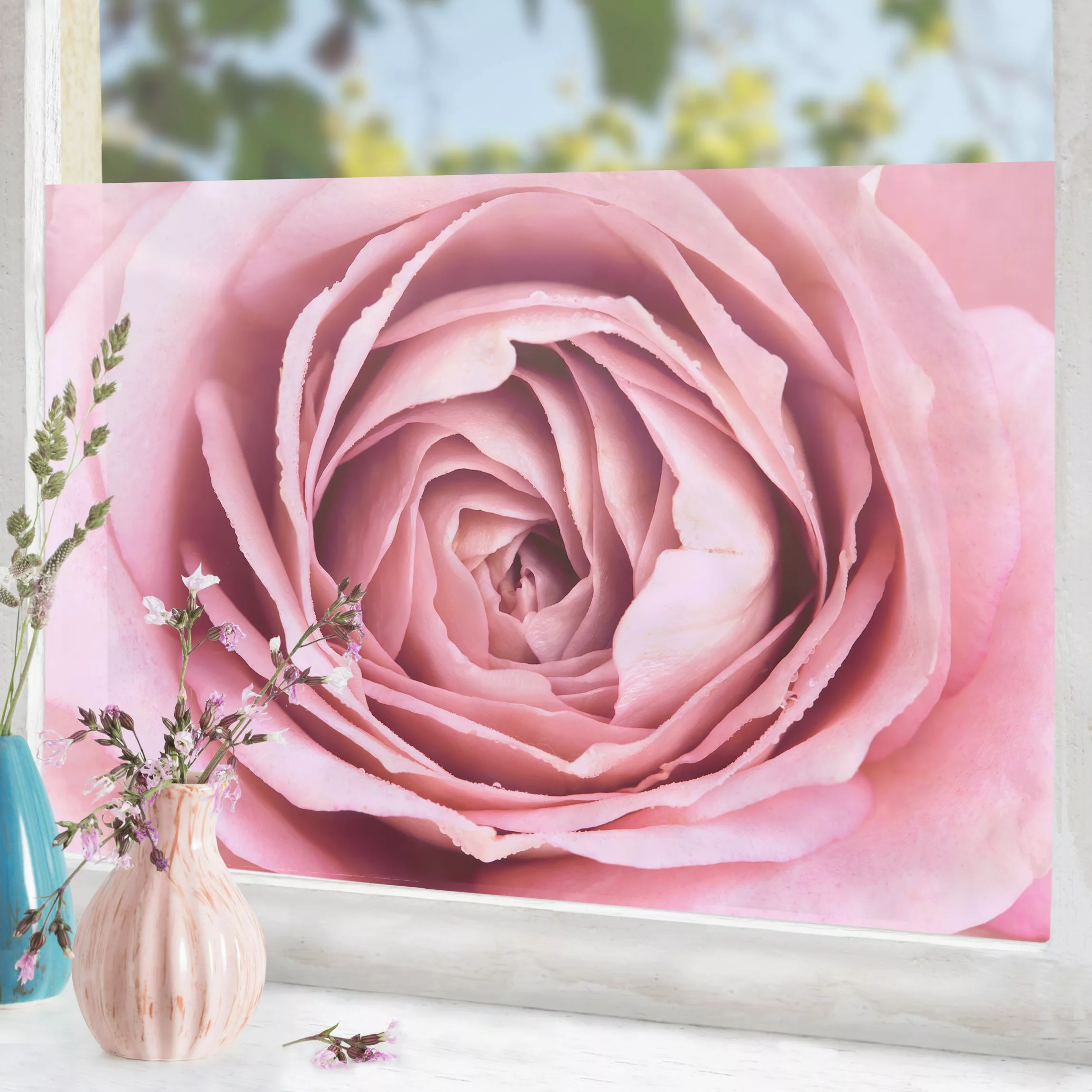Fensterfolie Rosa Rosenblüte günstig online kaufen