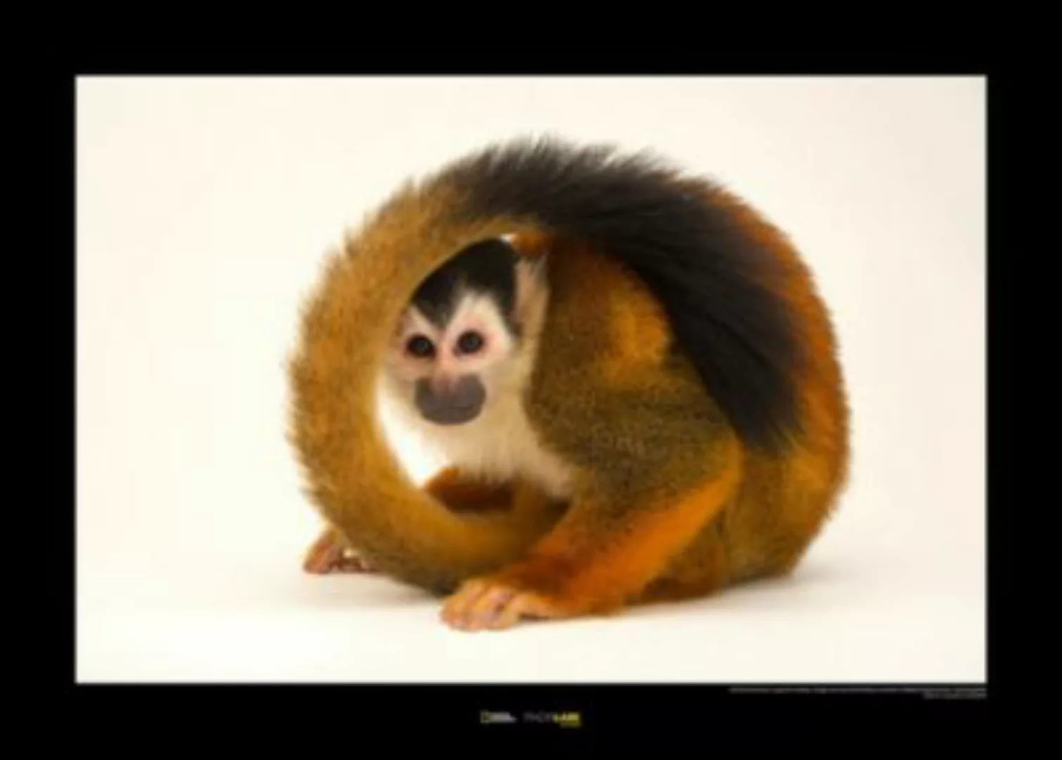 KOMAR Wandbild - Central American Squirrel Monkey - Größe: 70 x 50 cm mehrf günstig online kaufen