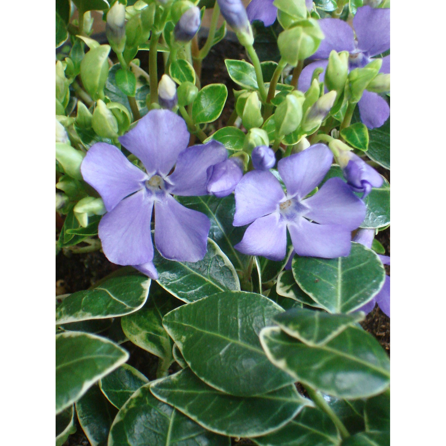 Immergrün Ralph Shugert Blauviolett Topf-Ø ca. 9 cm Vinca minor günstig online kaufen