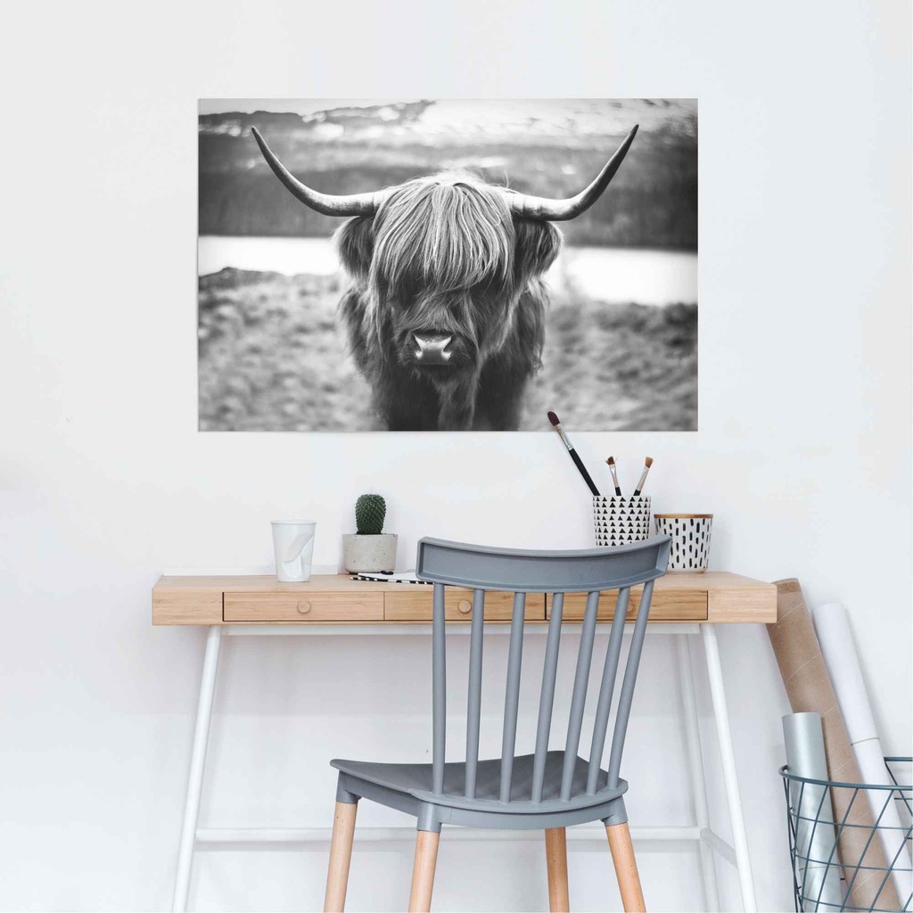 Reinders Poster "Schottische Hochlandrind", (1 St.) günstig online kaufen