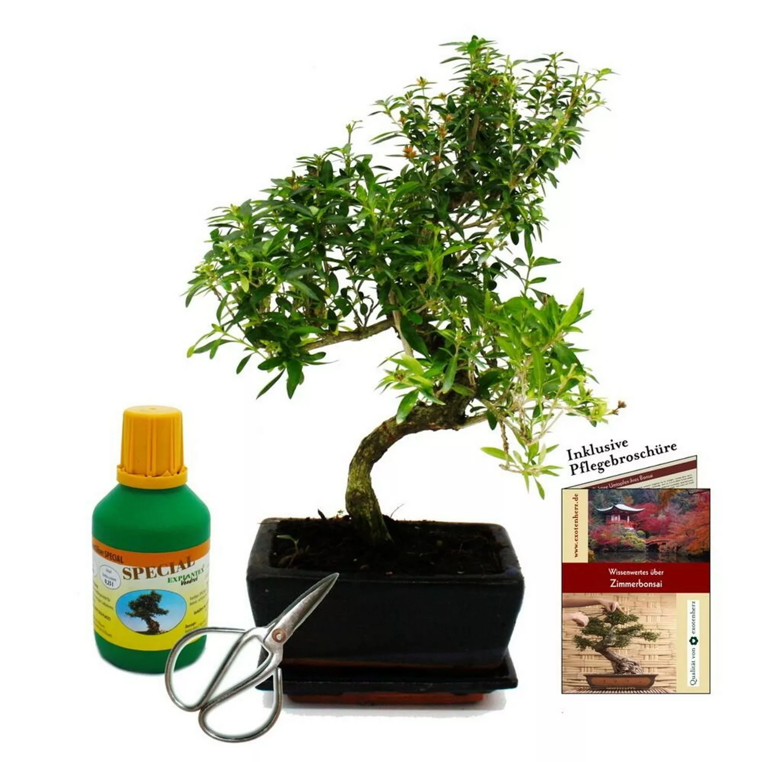 Exotenherz Bonsai Serissa Foetida Junischnee ca. 8 Jahre Geschenkset mit Dü günstig online kaufen