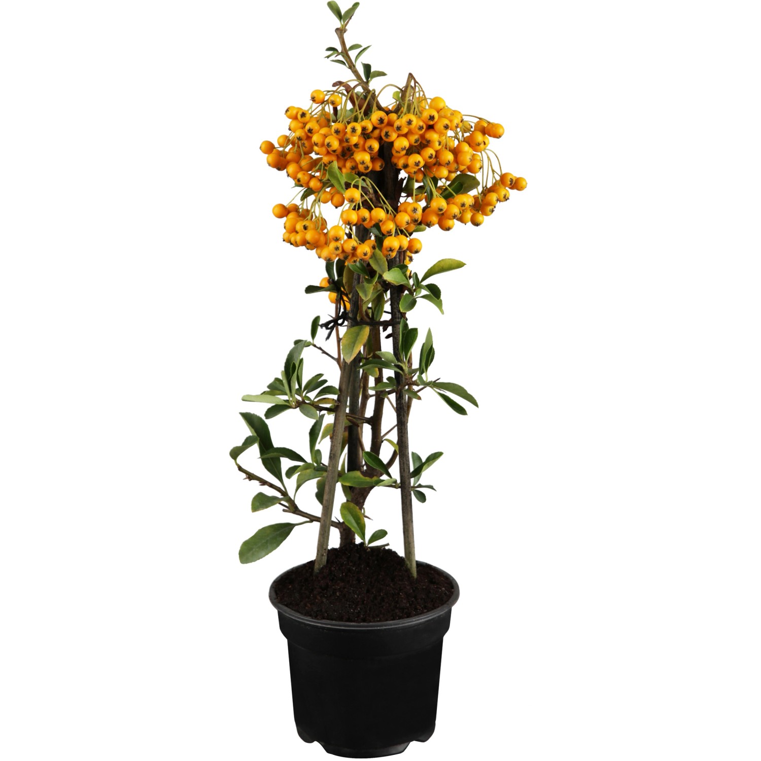 OBI Feuerdorn Gelbe Beeren Höhe ca. 50 - 60 cm Topf ca. 2 l Pyracantha günstig online kaufen