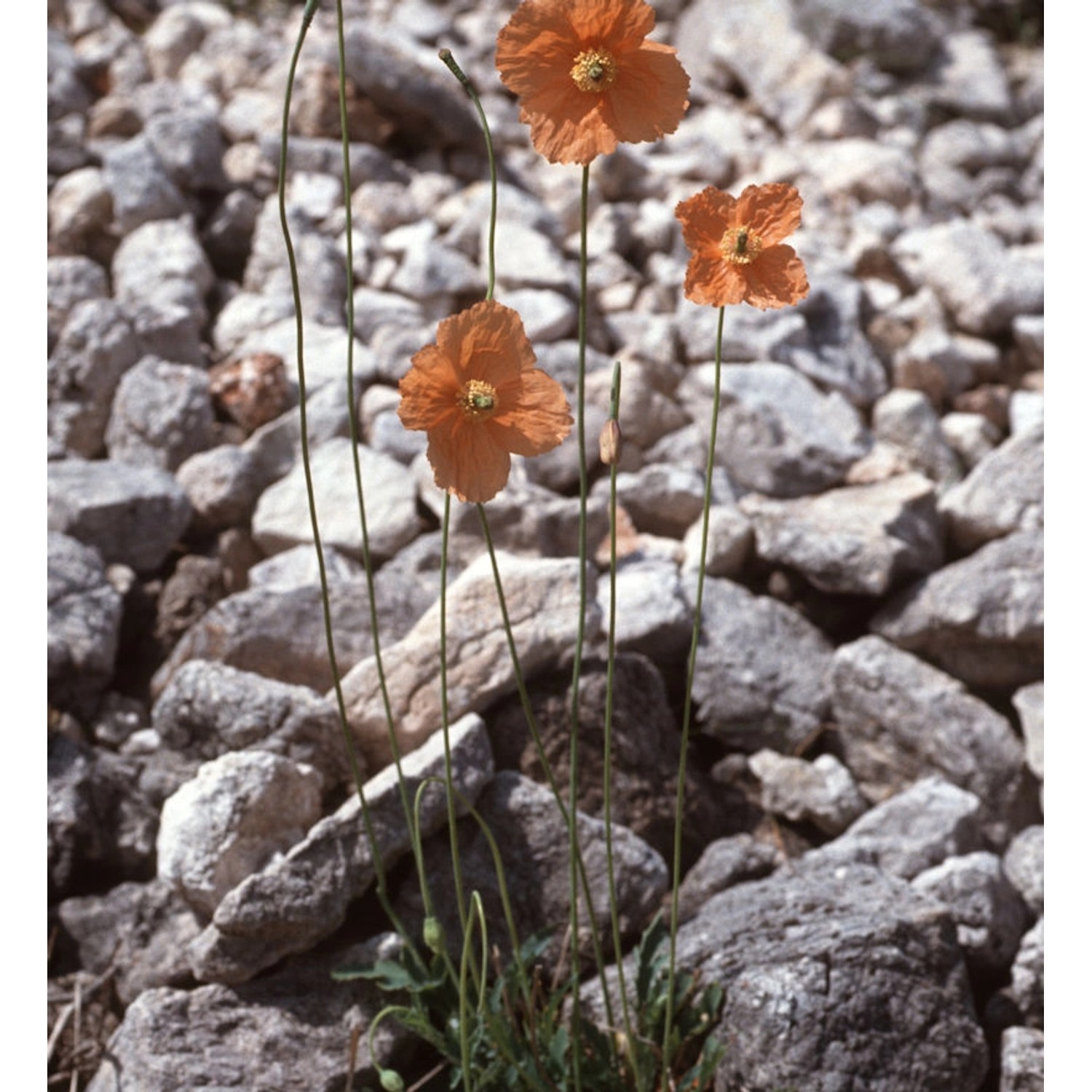 Spanischer Mohn - Papaver rupifragum günstig online kaufen