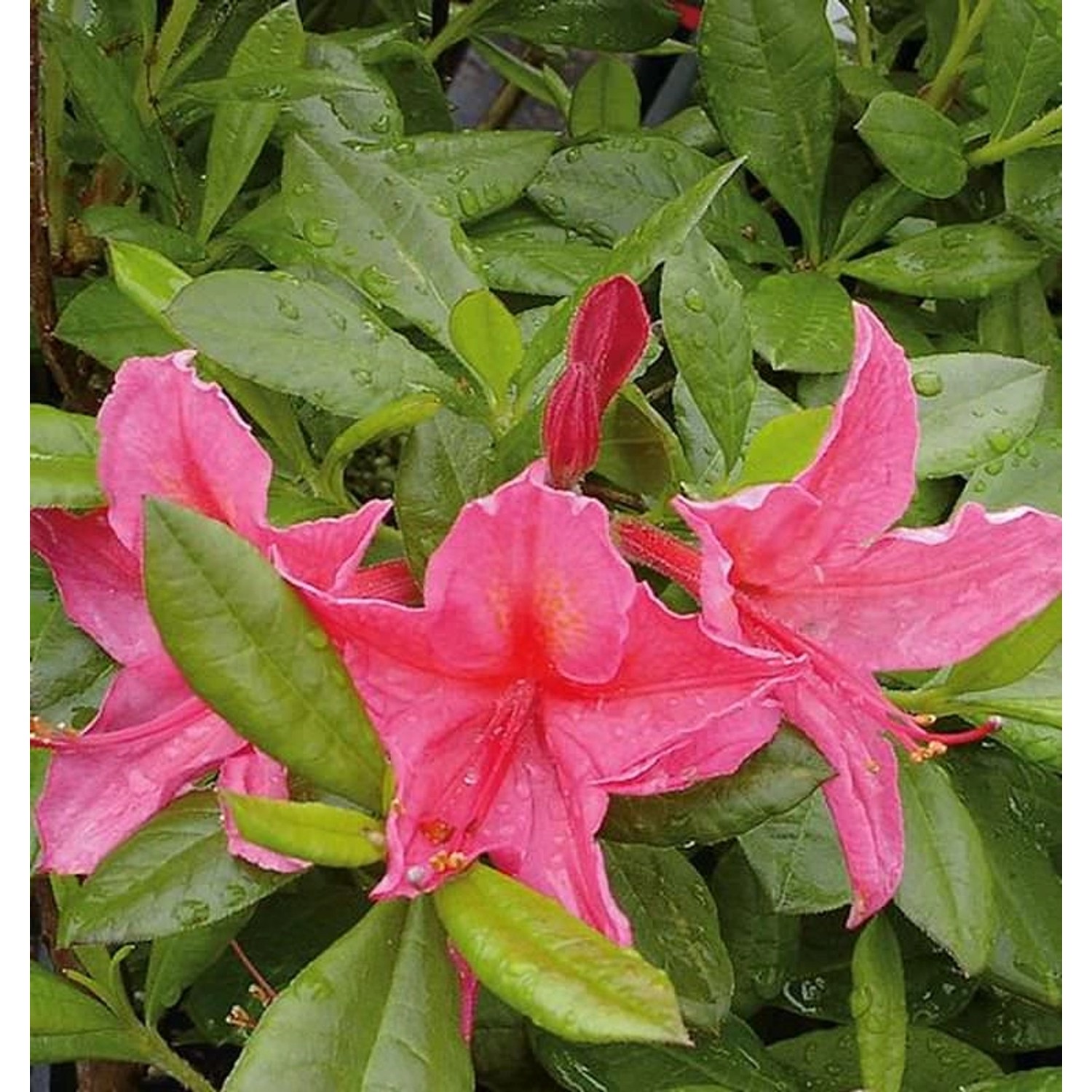 Rhododendron Jolie Madame 60-70cm - Rhododendron viscosum günstig online kaufen