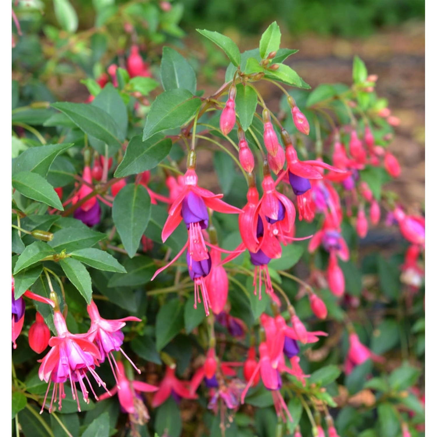 Fuchsie Tom Thumb - Fuchsia magellanica günstig online kaufen