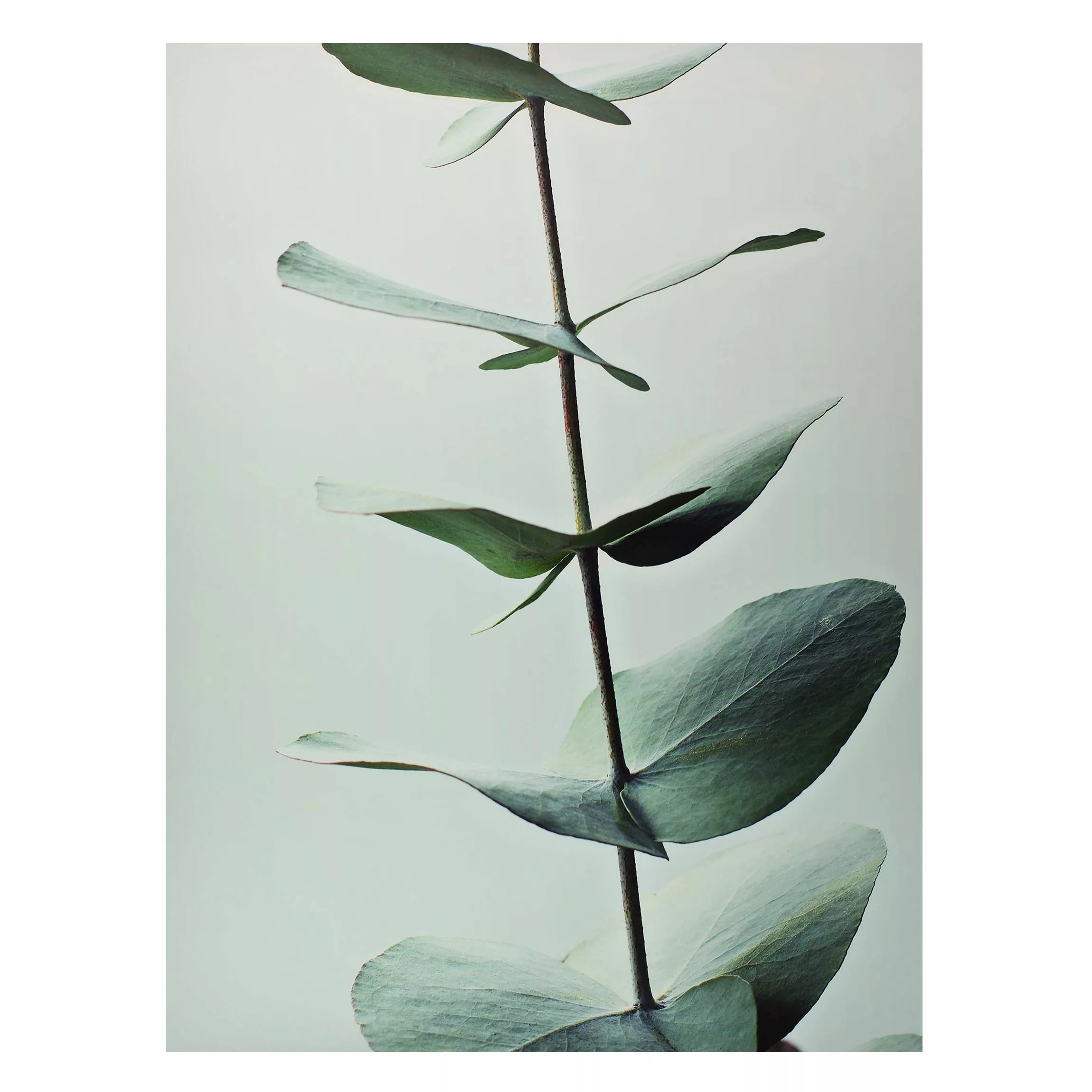 Magnettafel Symmetrischer Eukalyptuszweig günstig online kaufen