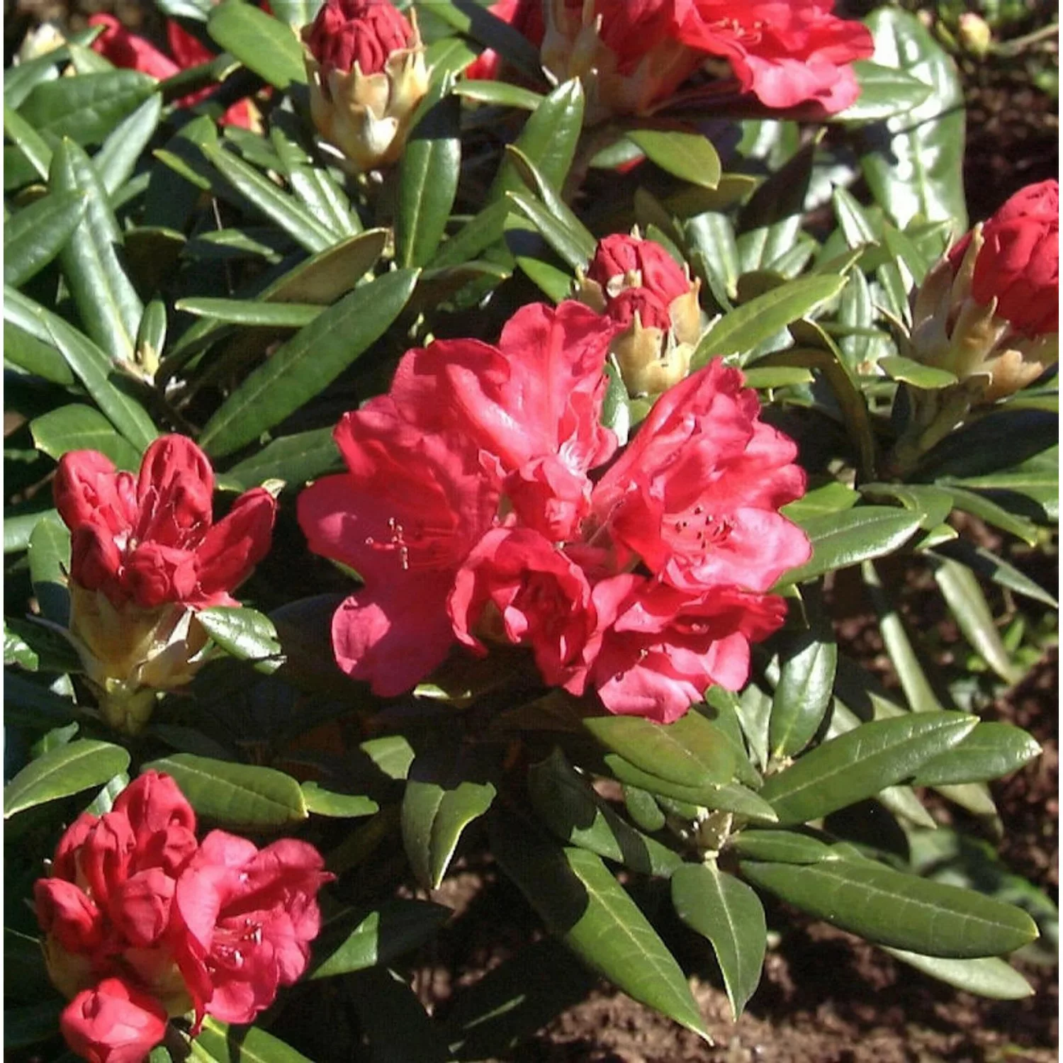 Rhododendron Bohlkens Roter Stern 25-30cm - Rhododendron williamsianum günstig online kaufen