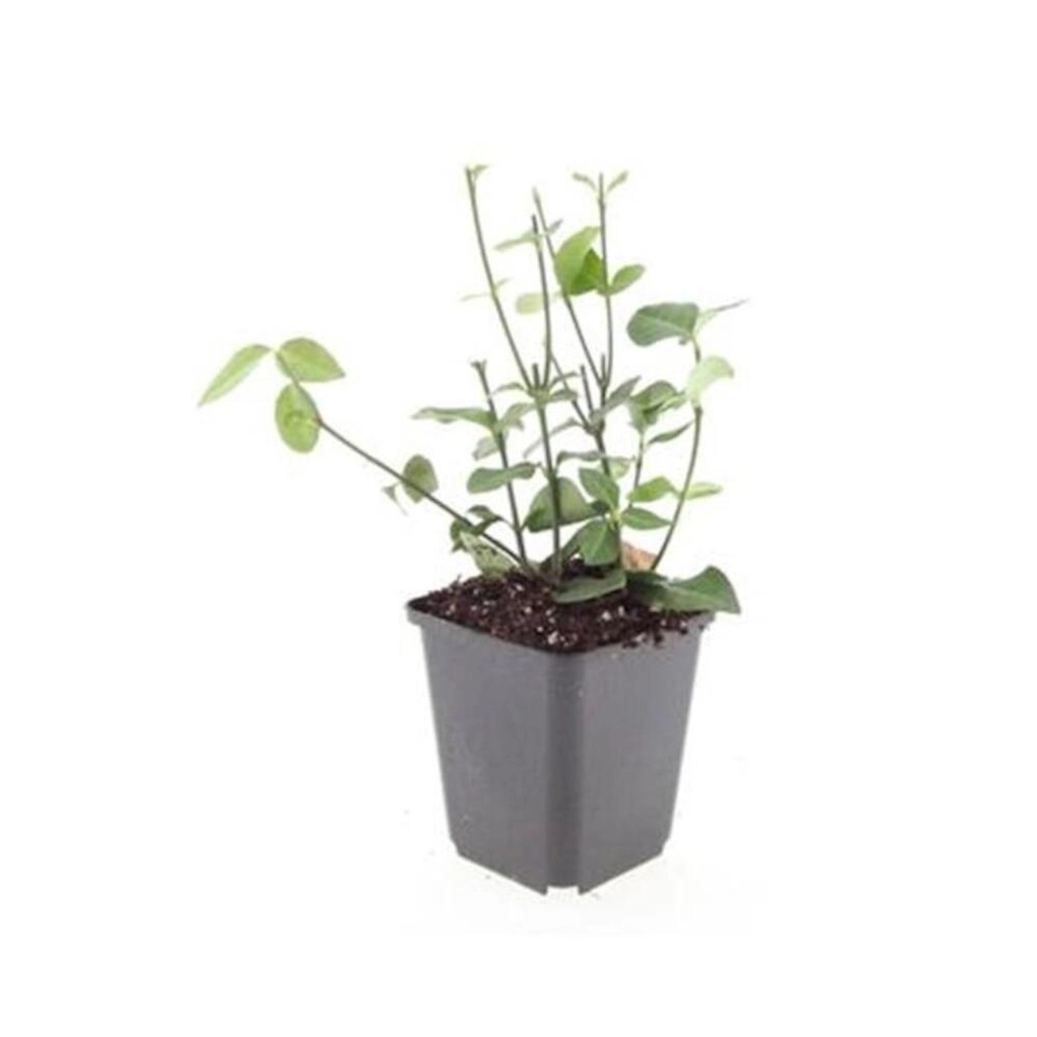 Exotenherz Bodendecker Purpur Kriechspindel Euonymus Fortunei Coloratus 9cm günstig online kaufen