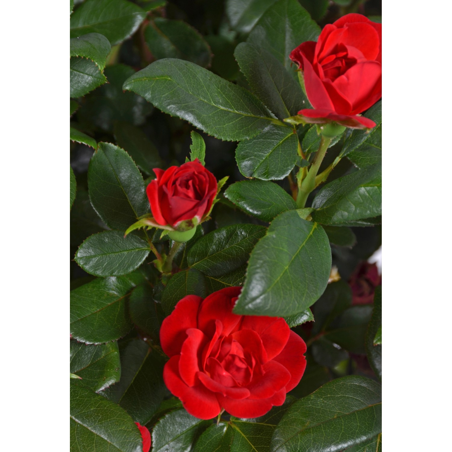 Rose Zepeti Rot Höhe ca. 20 - 25 cm Topf ca. 2 l günstig online kaufen