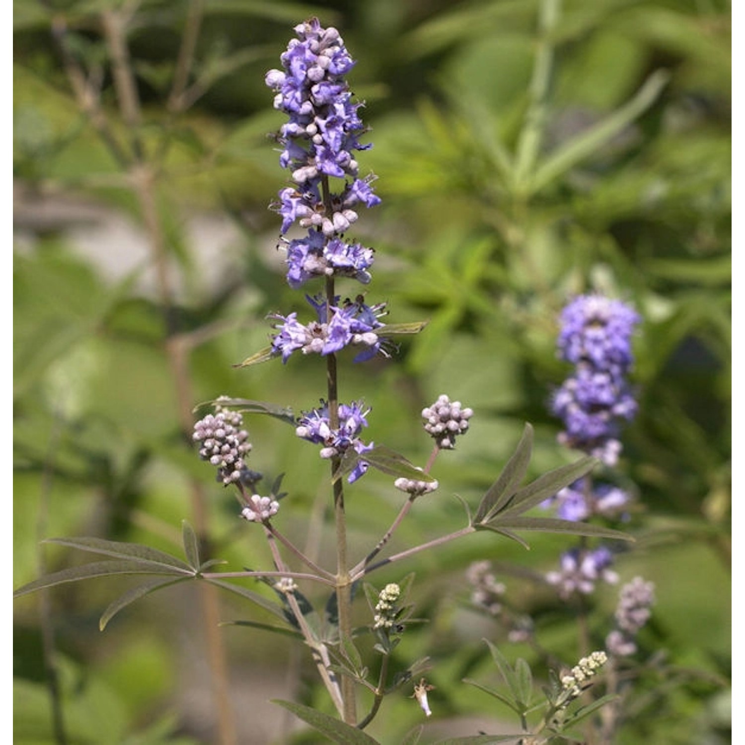 Mönchspfeffer 40-60cm - Vitex agnus castus günstig online kaufen