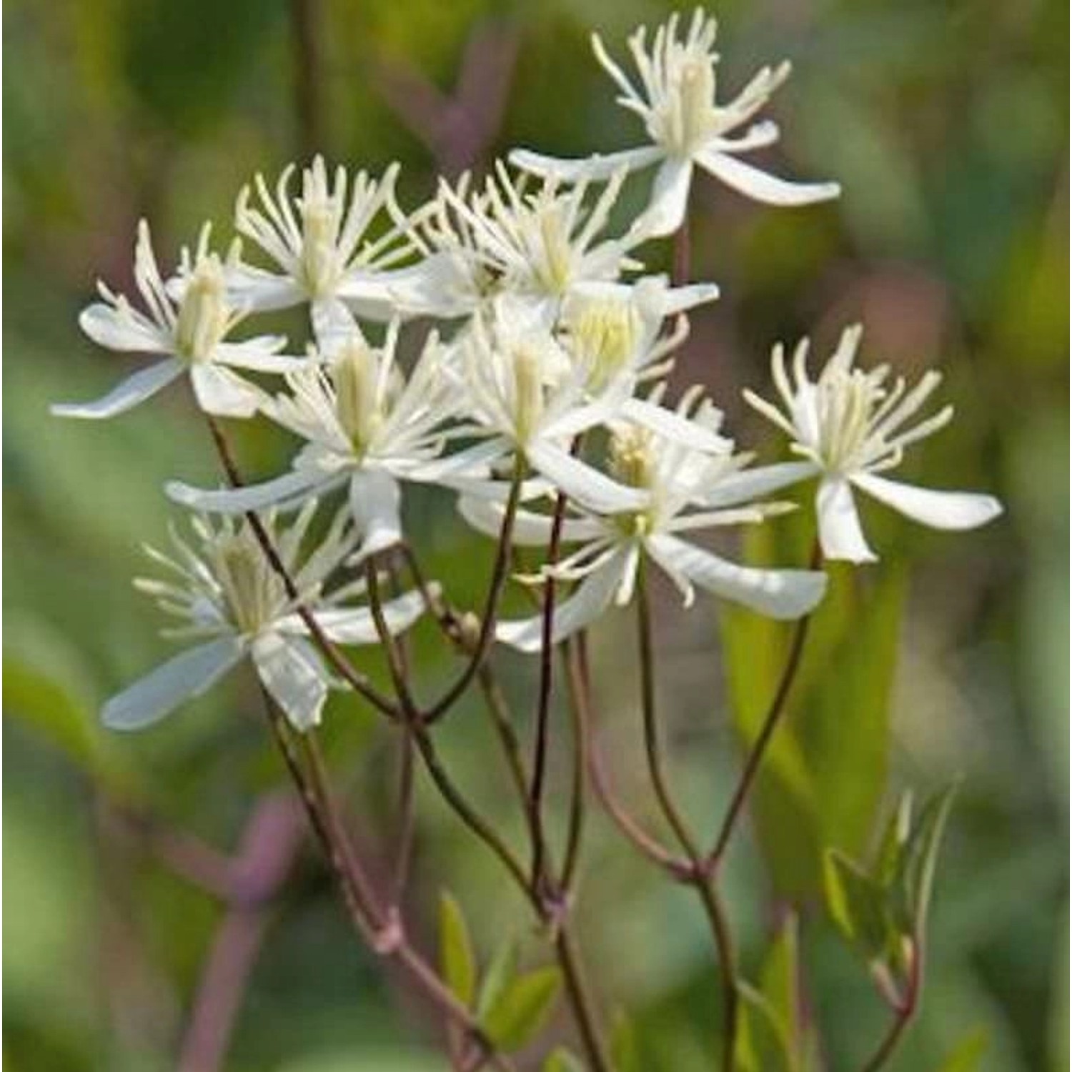 Staudenclematis Purpurea - Clematis recta günstig online kaufen