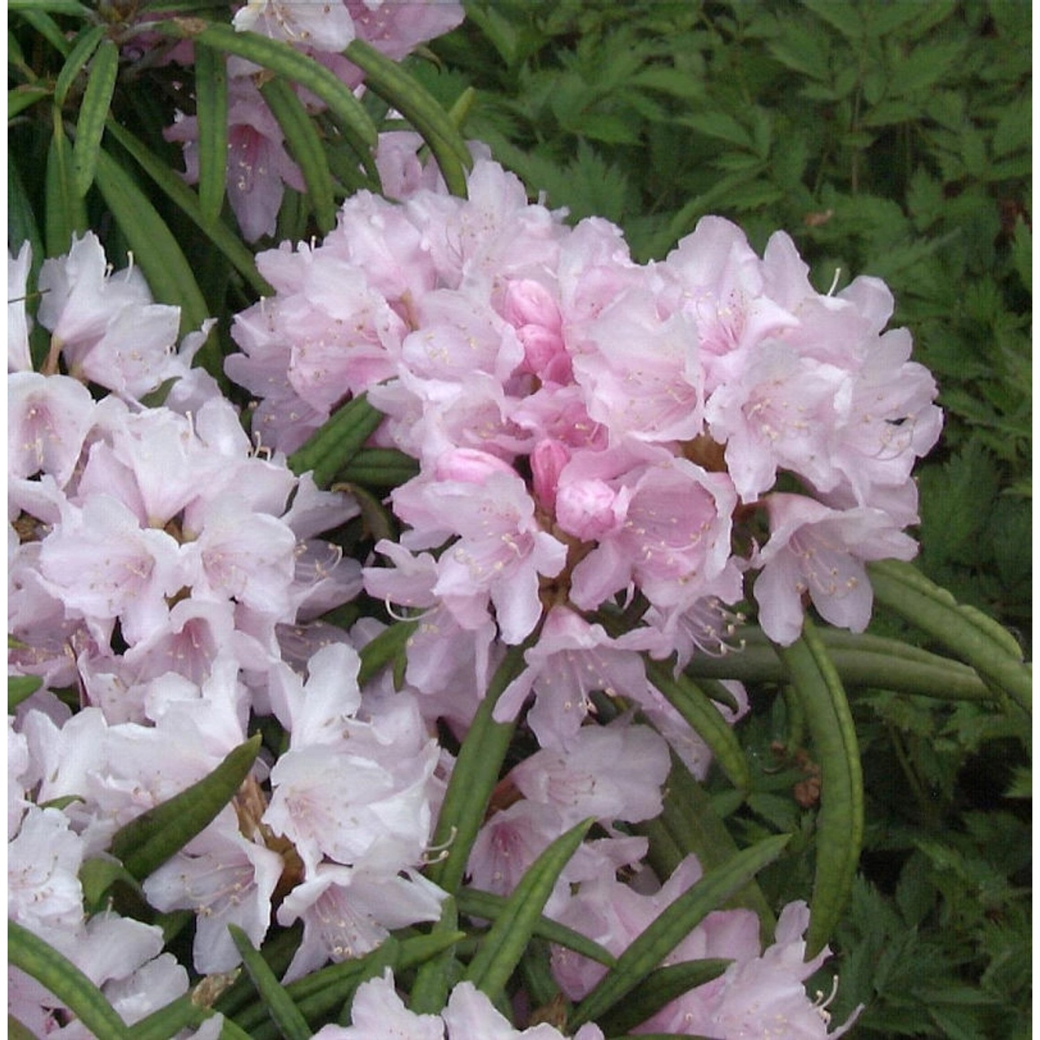 Rhododendron Fuju-kaku-no-matsu 30-40cm - Rhododendron makinoi günstig online kaufen