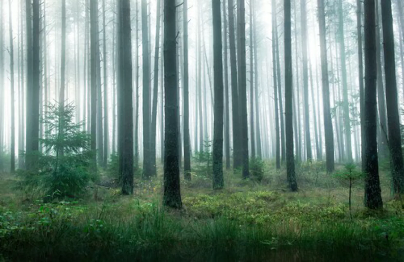 Papermoon Fototapete »Photo-Art CHRISTIAN LINDSTEN, SEE IM WALD« günstig online kaufen