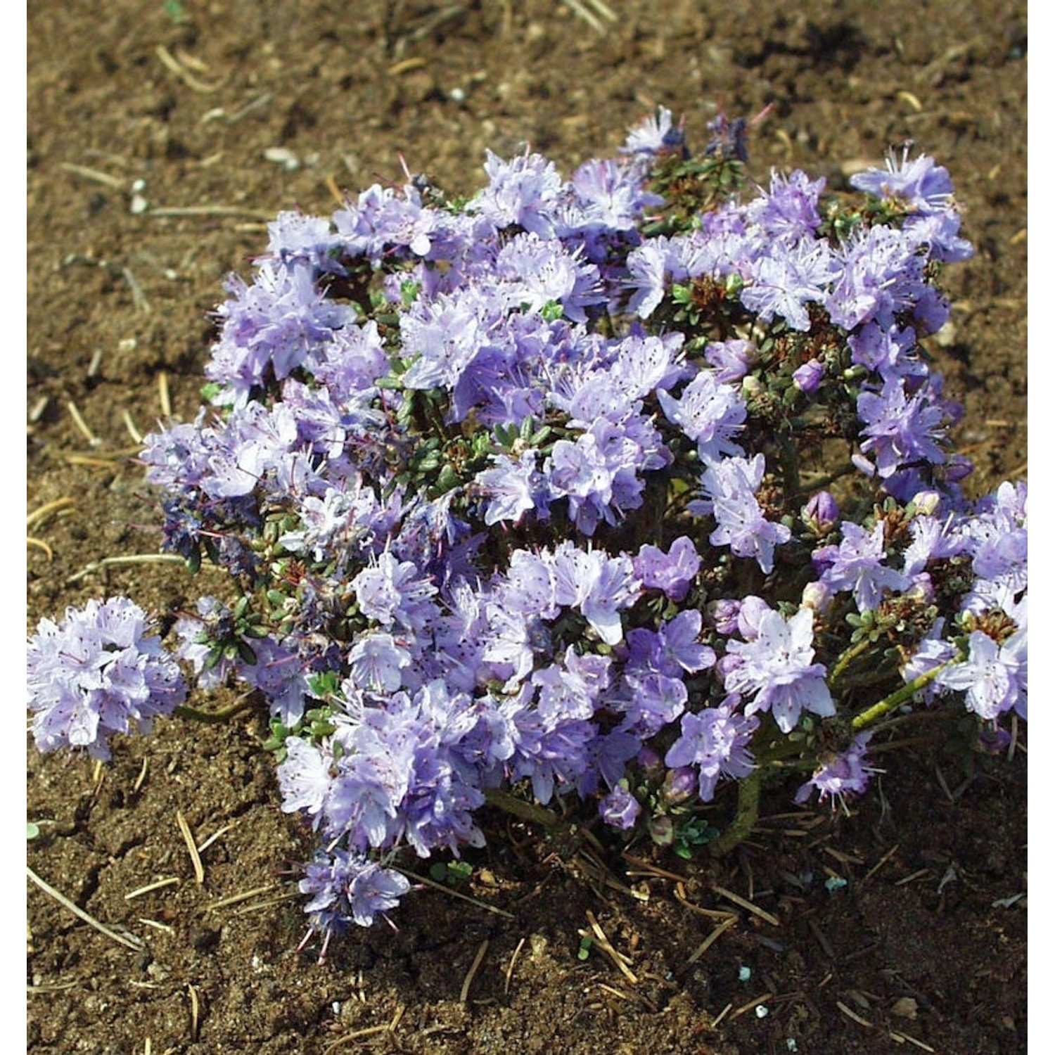 Aufstrebende Rhododendron Intrifast 20-25cm - Rhododendron fastigatum günstig online kaufen