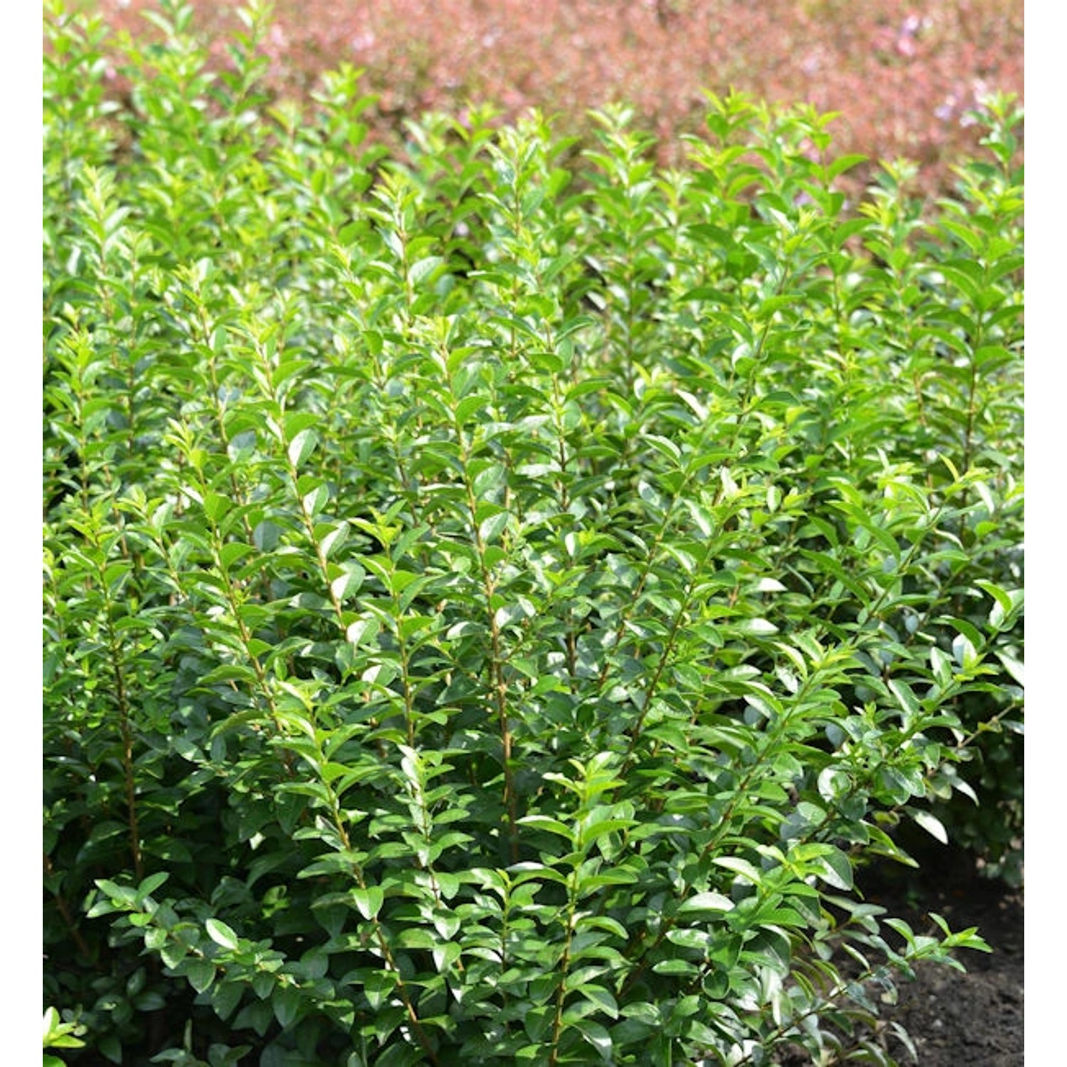 Liguster Green Diamond 30-40cm - Ligustrum ovalifolium günstig online kaufen