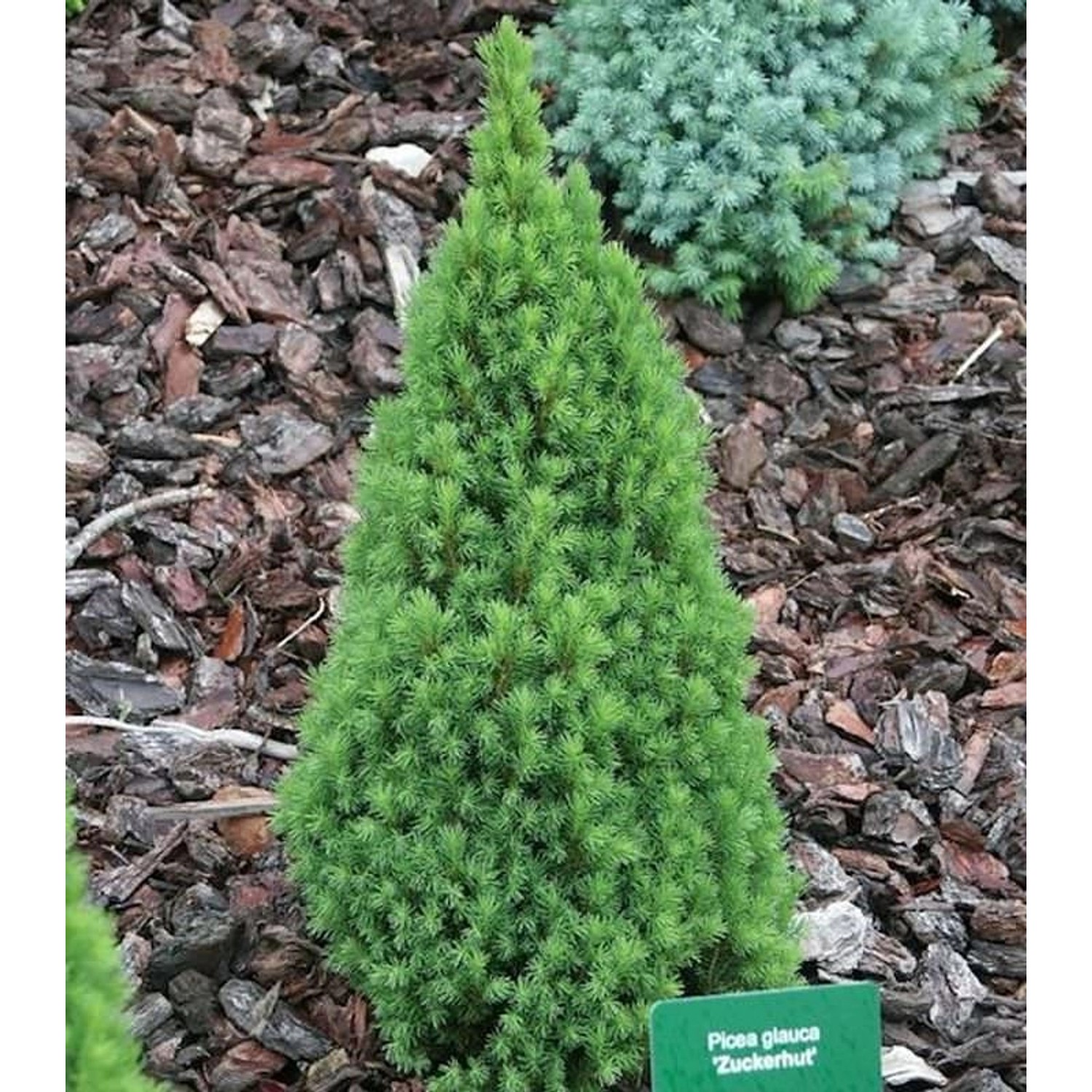 Zwerg Zuckerhutfichte 60-70cm - Picea glauca günstig online kaufen