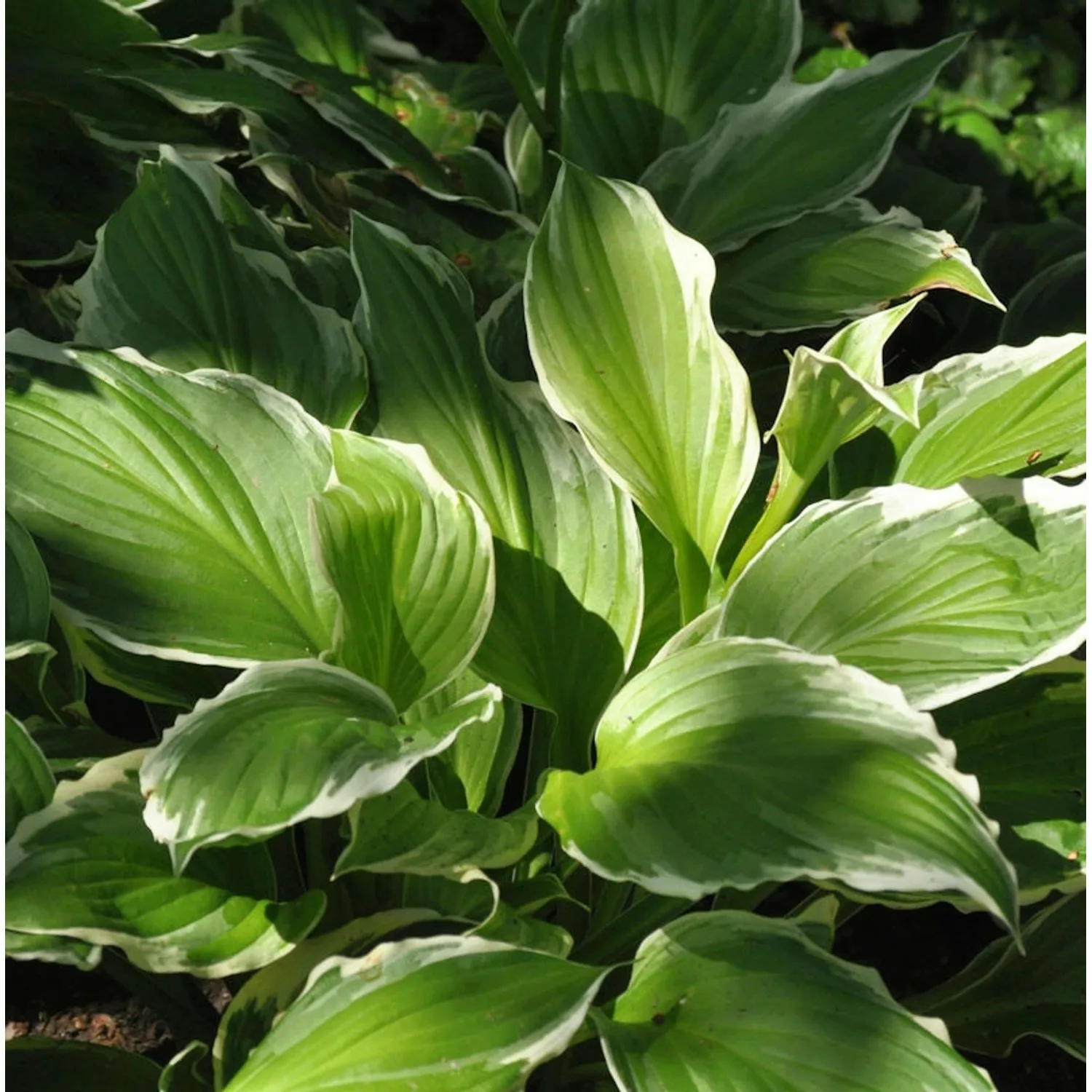 Schmalblattfunkie Albomarginata - Hosta undulata günstig online kaufen