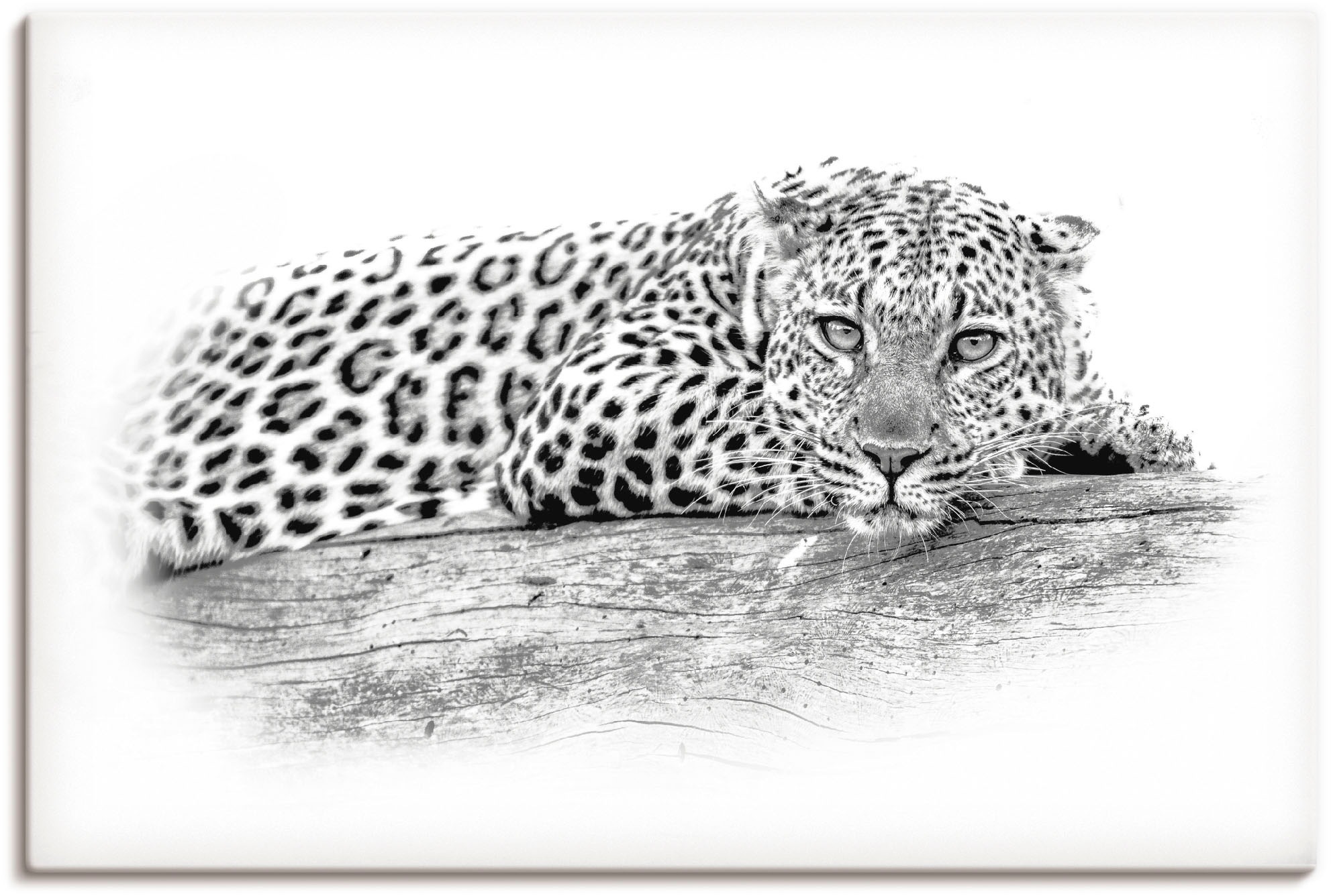 Artland Wandbild "Leopard High Key Optik", Wildtiere, (1 St.), als Alubild, günstig online kaufen