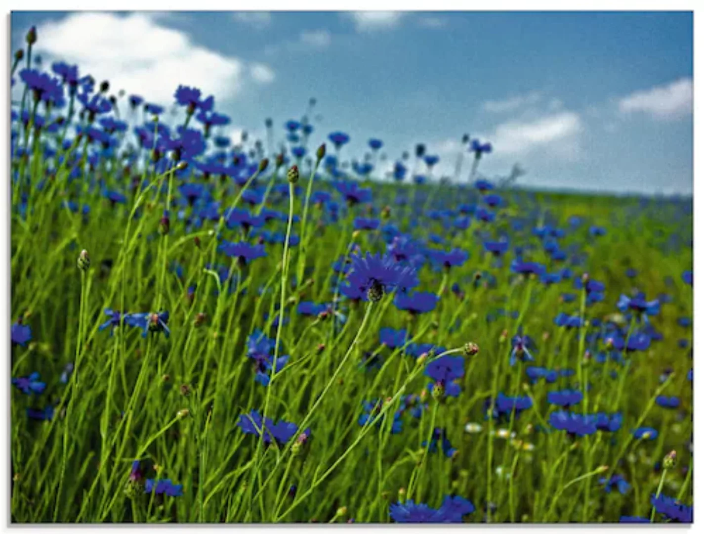 Artland Glasbild »Kornblumenwiese«, Blumenwiese, (1 St.), in verschiedenen günstig online kaufen