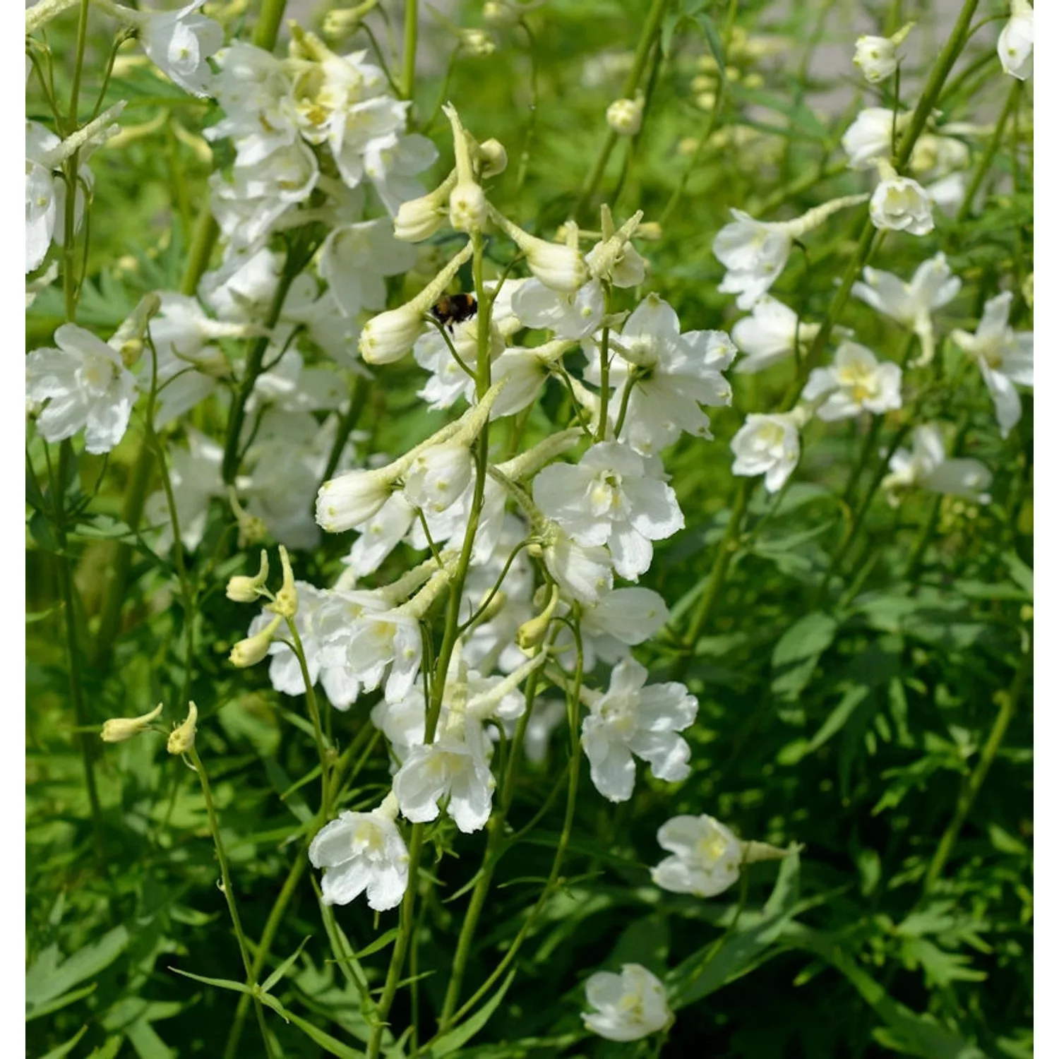 Rittersporn Casa Blanca - Delphinium belladonna günstig online kaufen