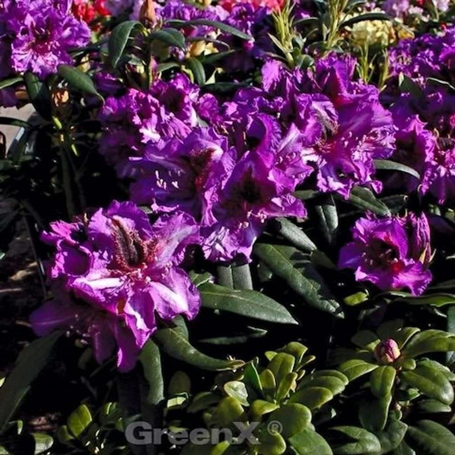 INKARHO - Großblumige Rhododendron Anatevka 40-50cm - Alpenrose günstig online kaufen