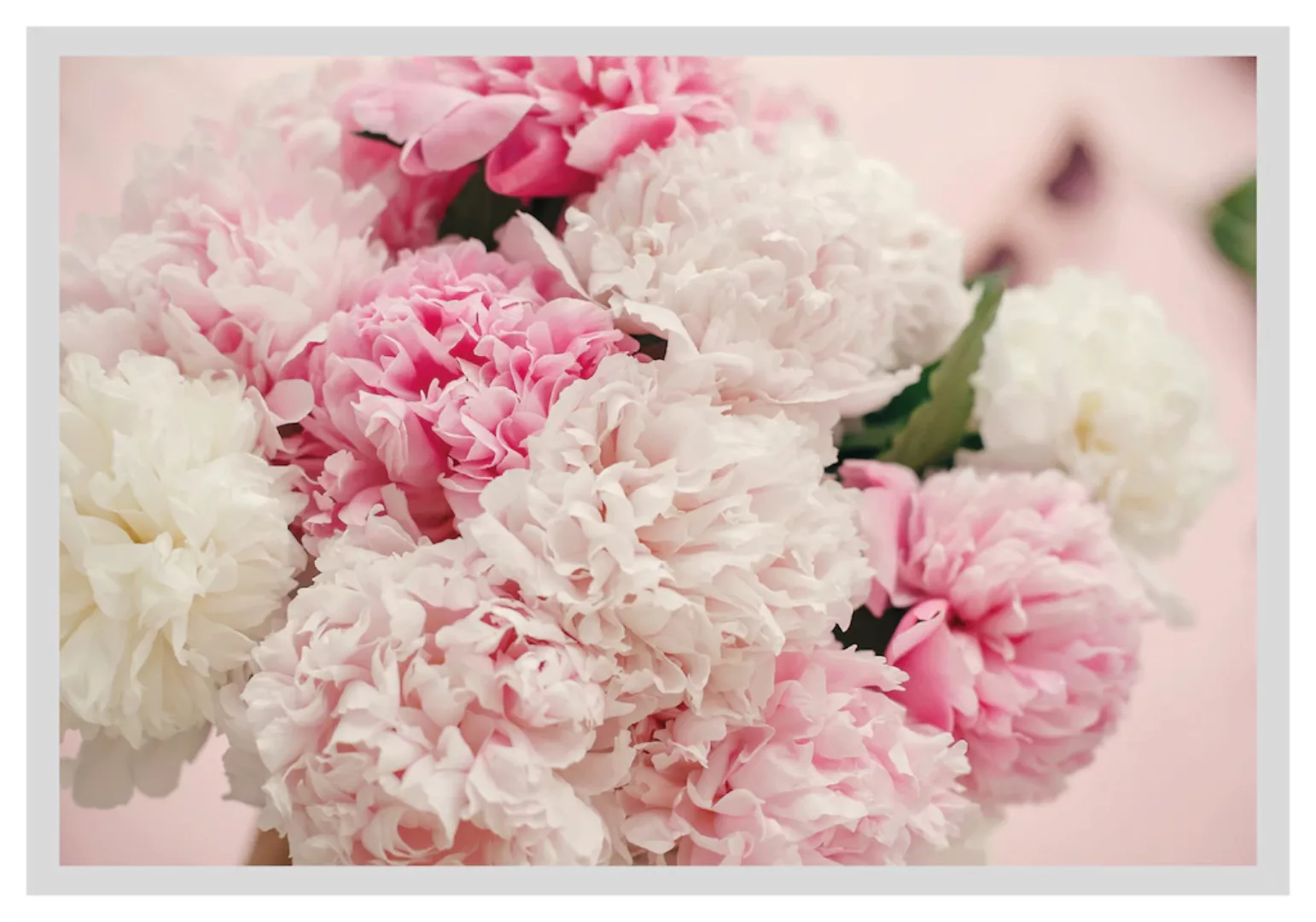 queence Bild "Martin", Blumen, gerahmt, Rosen günstig online kaufen