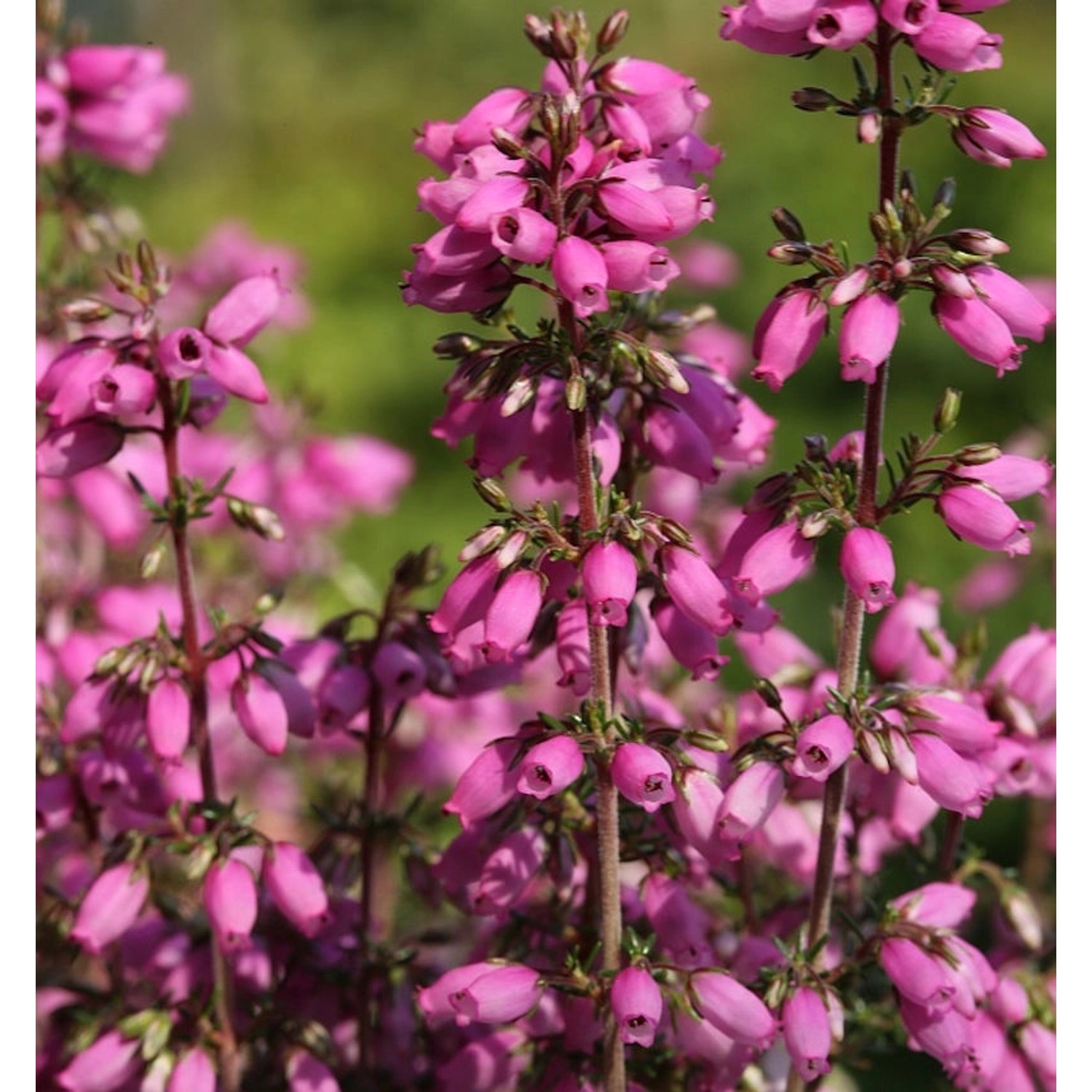 10x Grauheide Rosa Klon - Erica cinerea günstig online kaufen