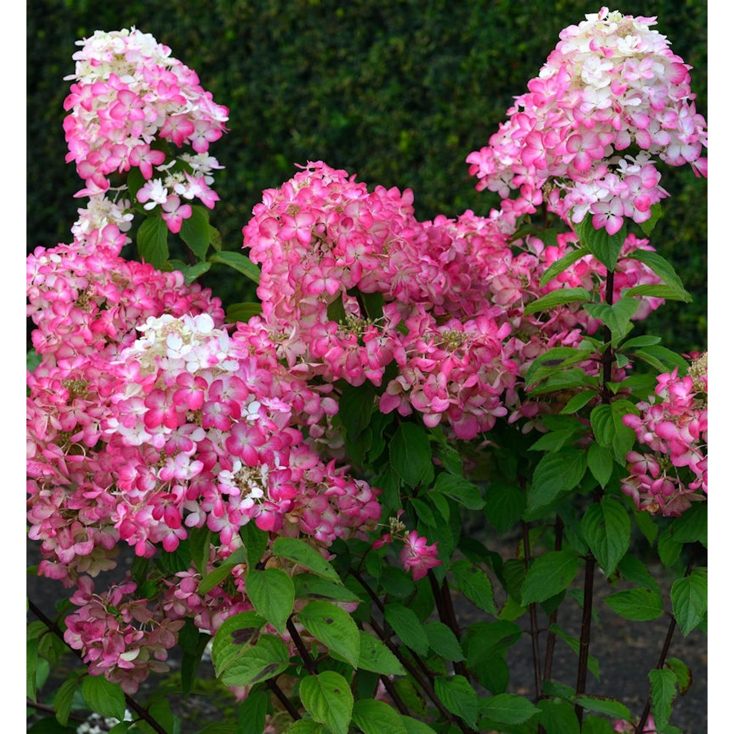 Rispenhortensie Bloody Merry 60-80cm - Hydrangea paniculata günstig online kaufen