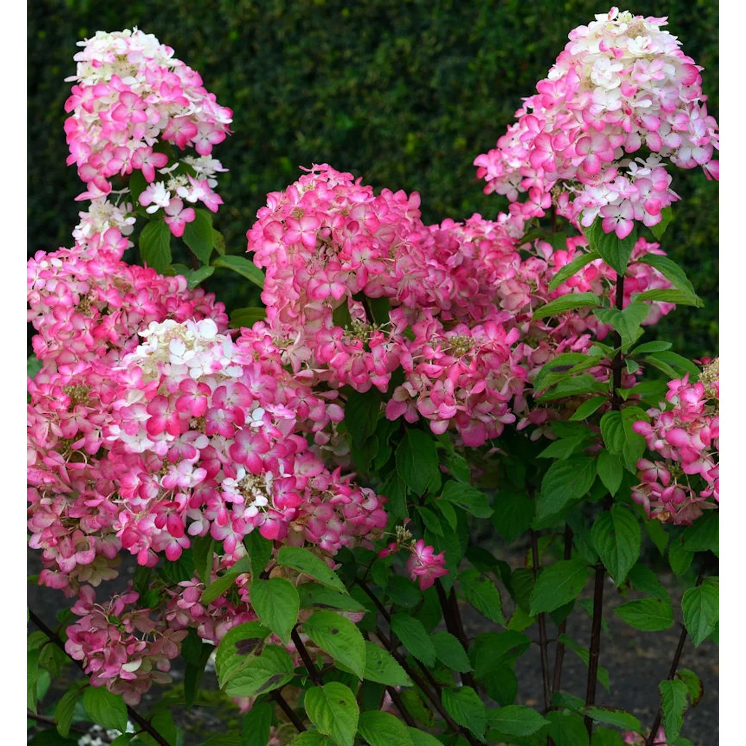 Rispenhortensie Bloody Merry 40-60cm - Hydrangea paniculata günstig online kaufen