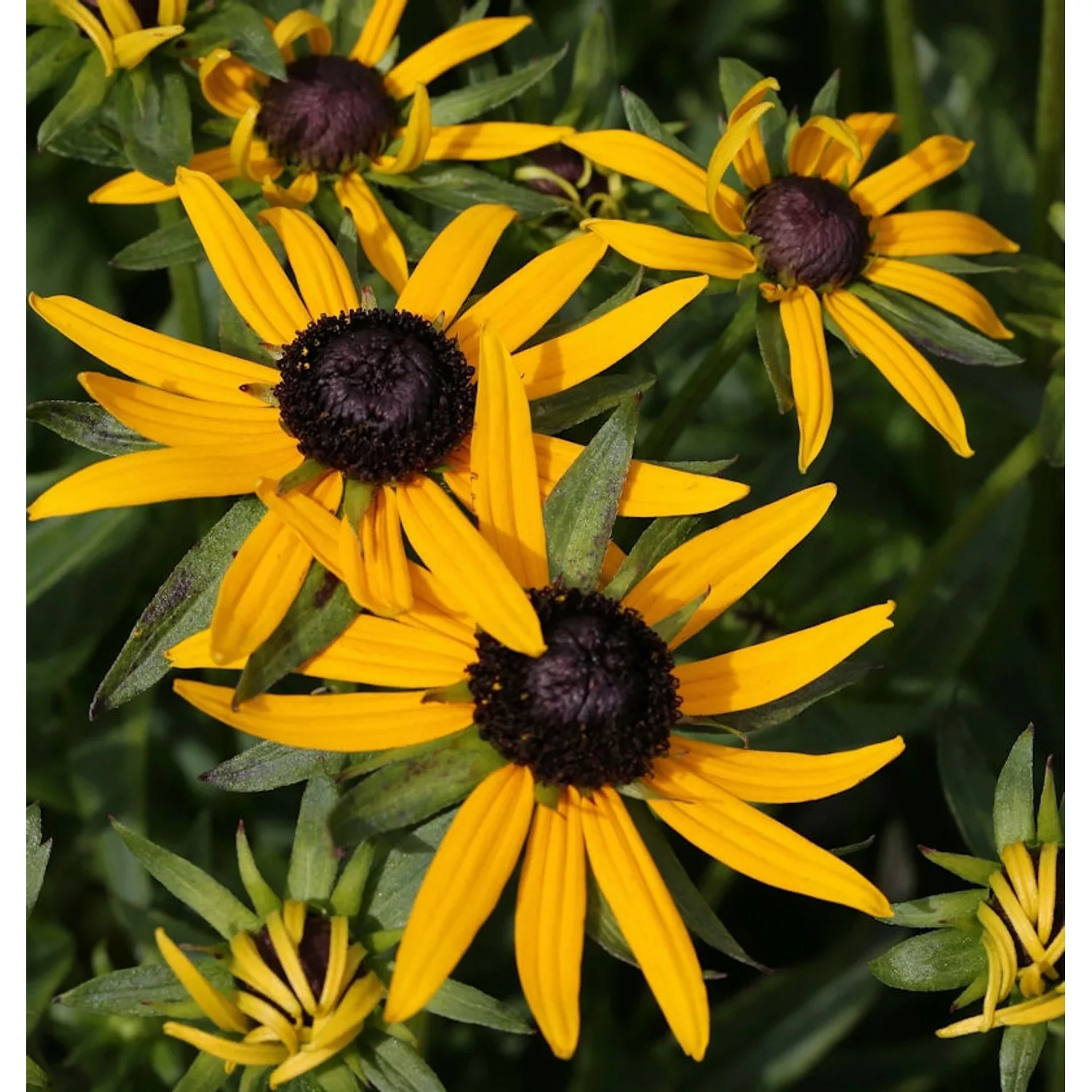 Sonnenhut Early Little Goldstar - großer Topf - Rudbeckia fulgida günstig online kaufen