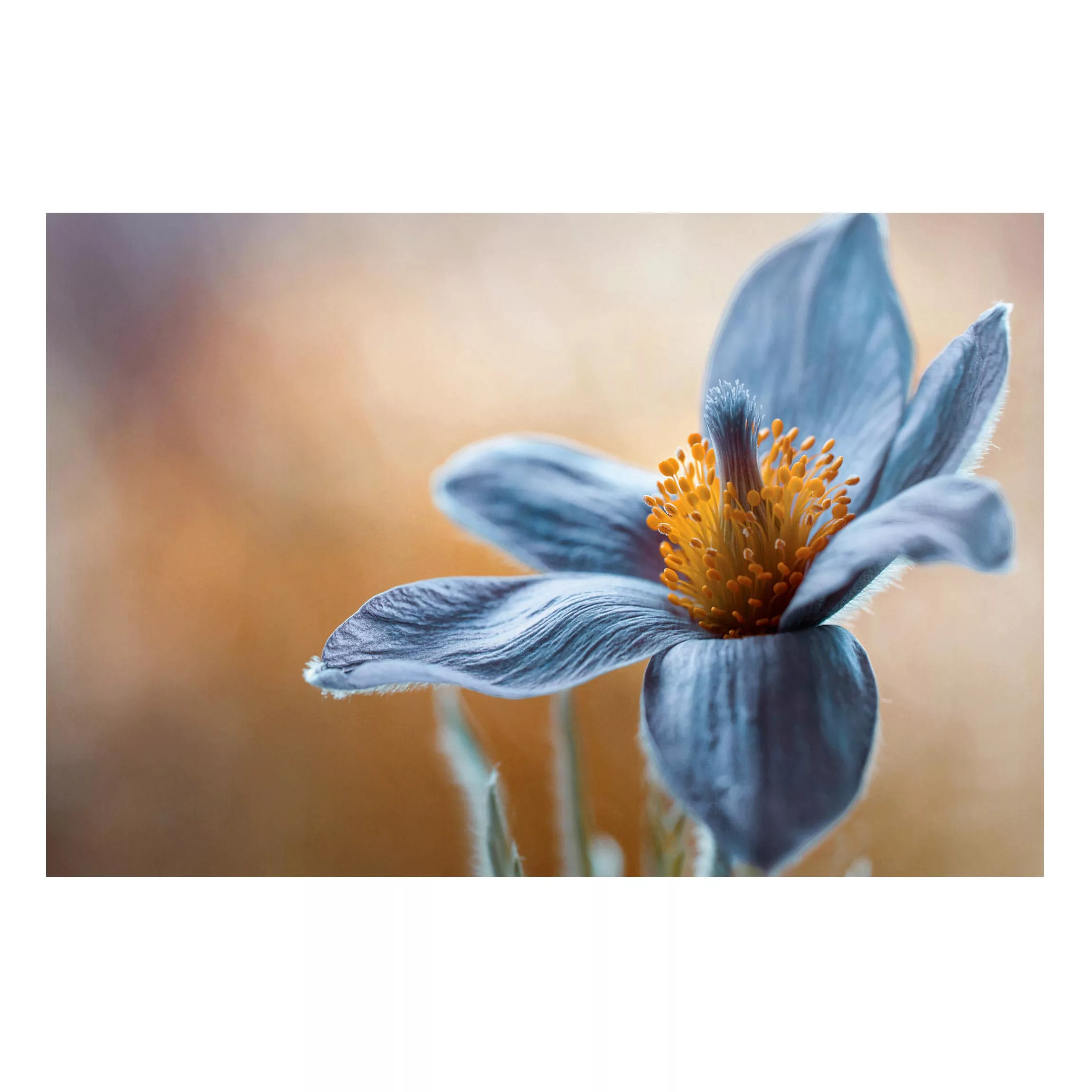 Magnettafel Blumen - Querformat 3:2 Kuhschelle in Blau günstig online kaufen