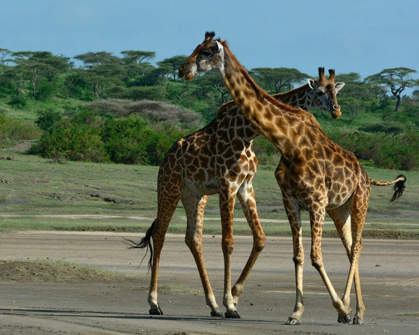 Fototapete "Giraffepaar" 4,00x2,50 m / Strukturvlies Klassik günstig online kaufen