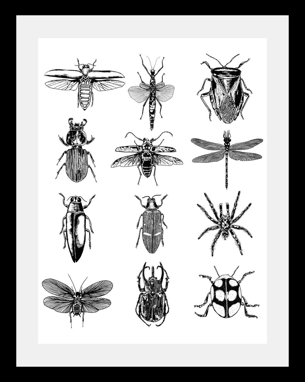 queence Bild »Insekten«, in 3 Größen, gerahmt günstig online kaufen