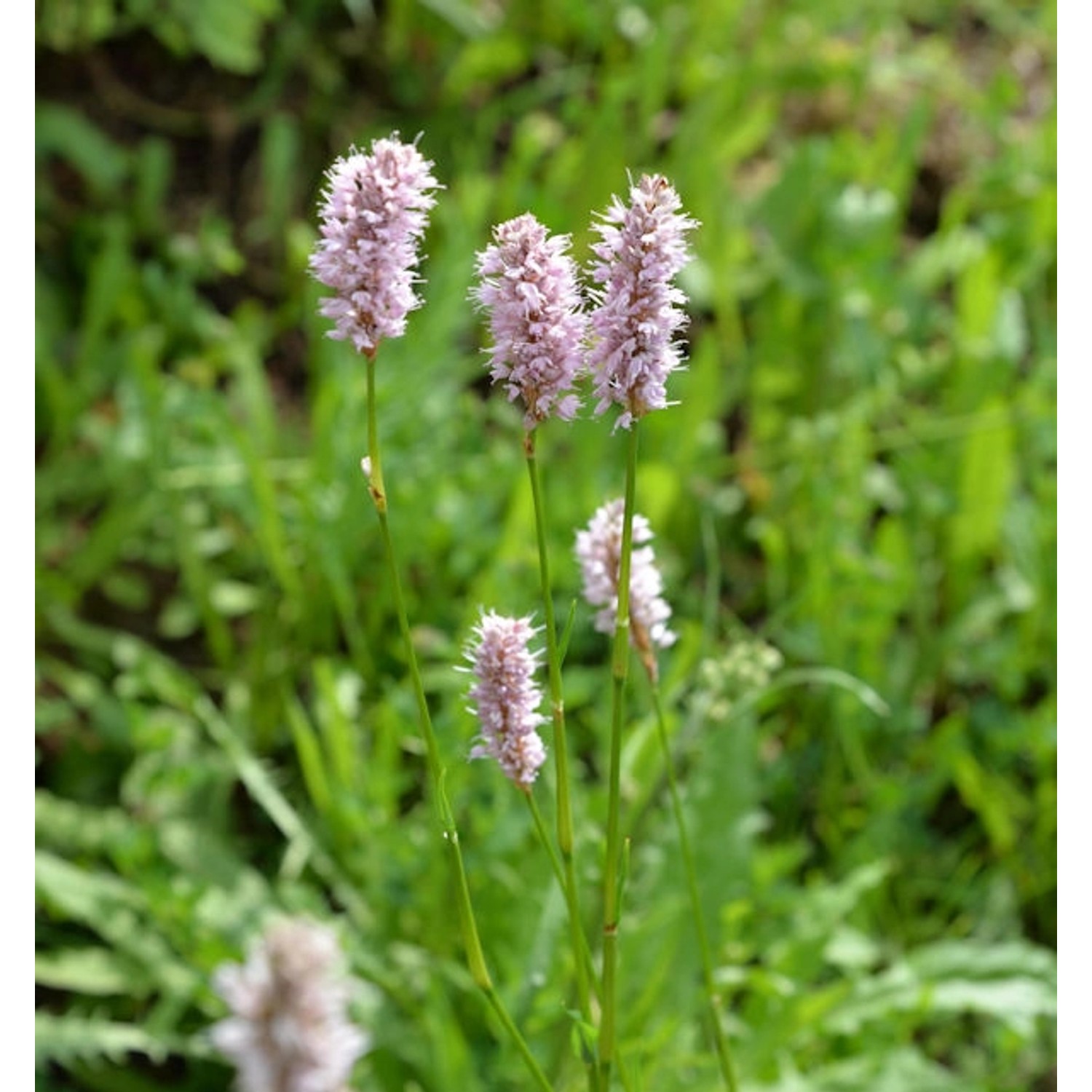 Knöterich - Bistorta officinalis günstig online kaufen