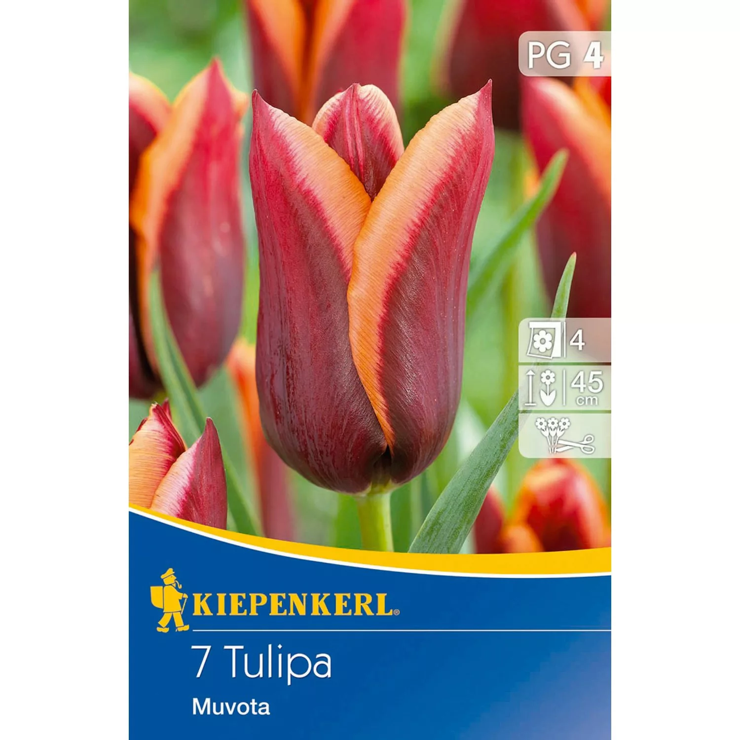 Kiepenkerl Blumenzwiebeln Tulpe Muvota Mehrfarbig 7 Stück Tulipa x hybrida günstig online kaufen