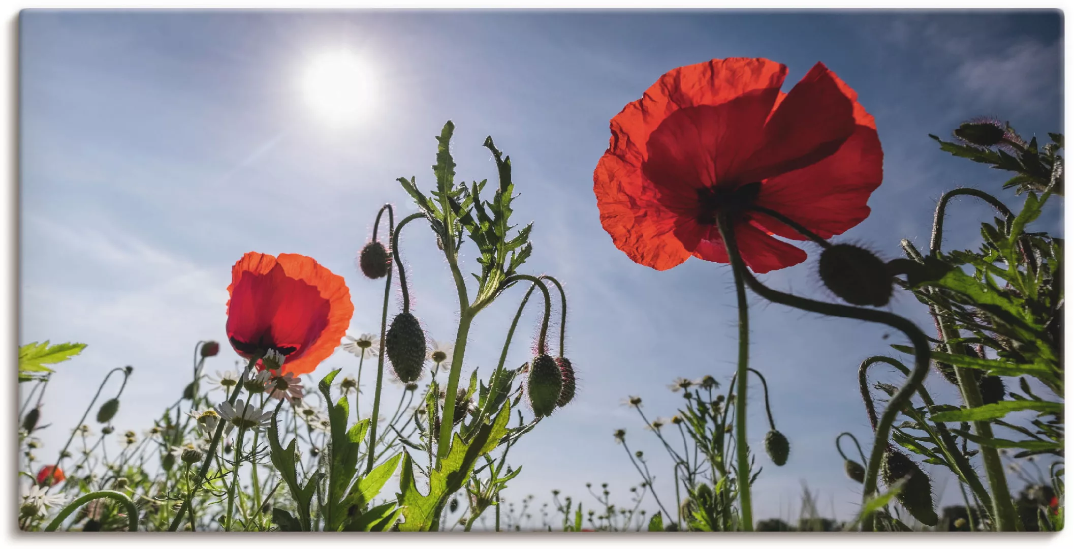 Artland Wandbild "Mohnblumen im Frühling", Blumenwiese, (1 St.) günstig online kaufen