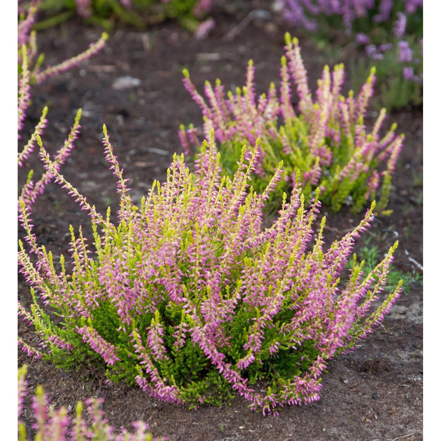 10x Knospenheide Gardengirls Tessa - Calluna vulgaris günstig online kaufen