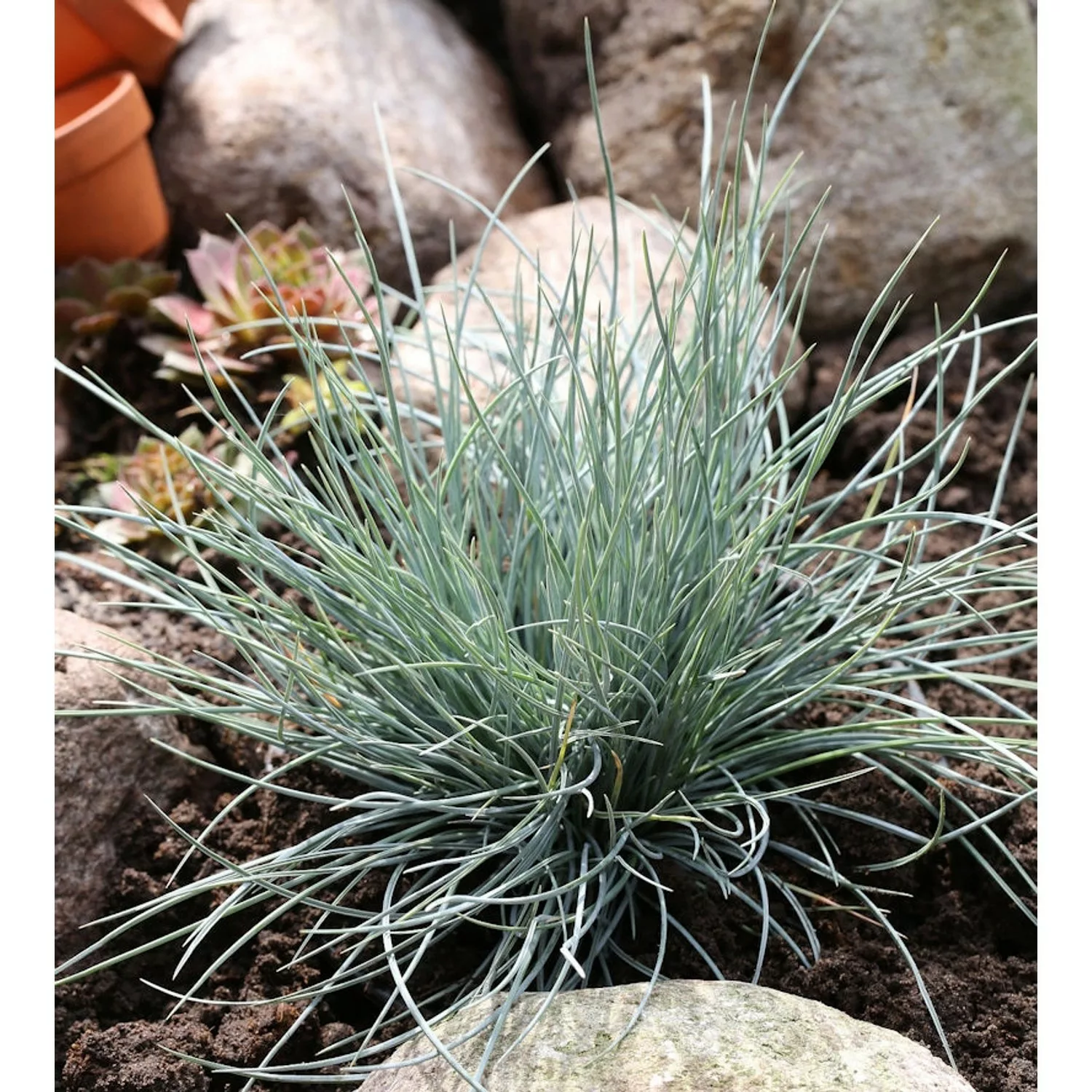 Blauschwingel Eisvogel - Festuca ovina günstig online kaufen