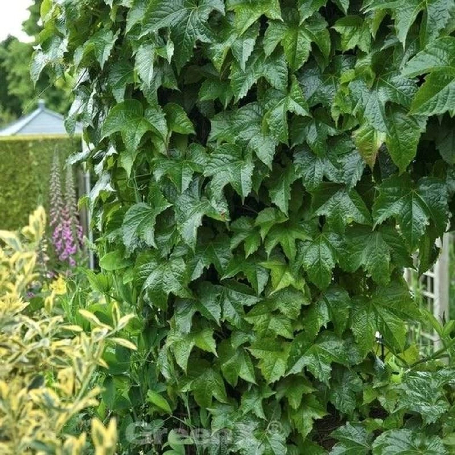 Robuste Jungfernrebe 40-60cm - Parthenocissus tricuspidata günstig online kaufen