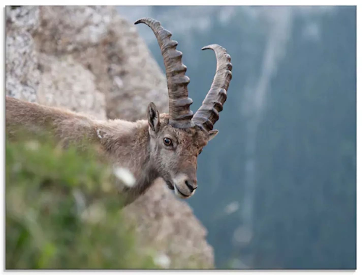 Artland Glasbild "Steinbock", Wildtiere, (1 St.), in verschiedenen Größen günstig online kaufen