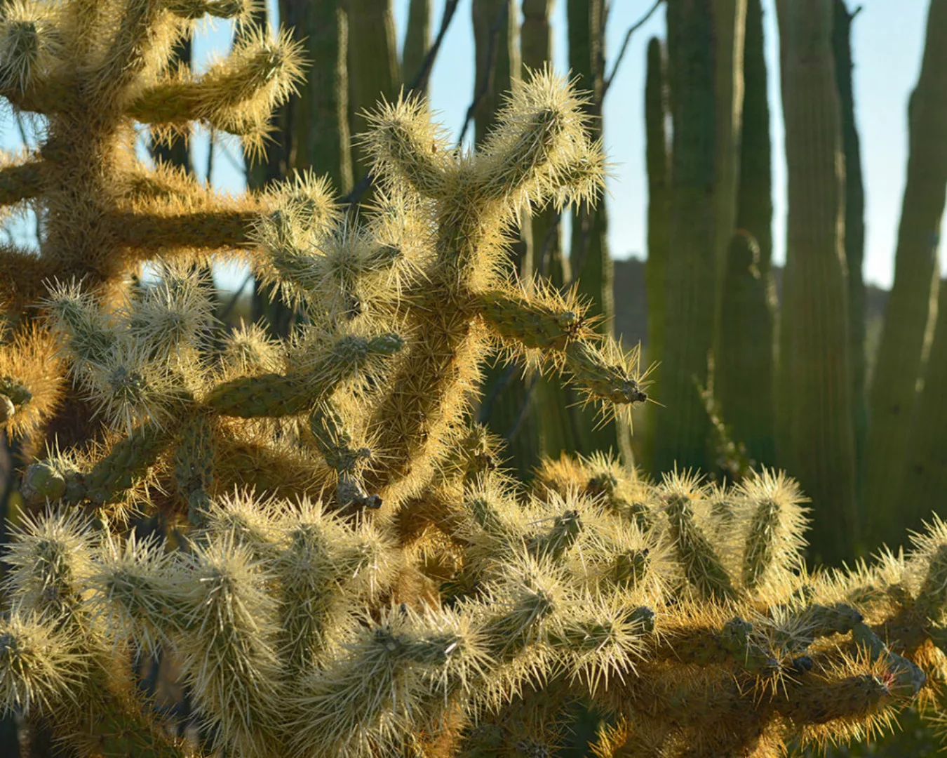 Fototapete "Kaktuswelt" 4,00x2,50 m / Glattvlies Perlmutt günstig online kaufen