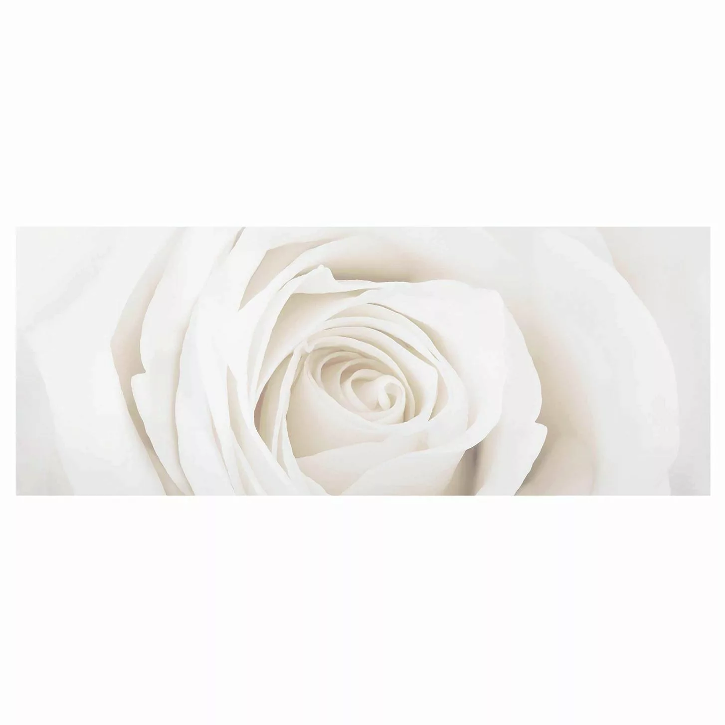 Glasbild Blumen - Panorama Pretty White Rose günstig online kaufen