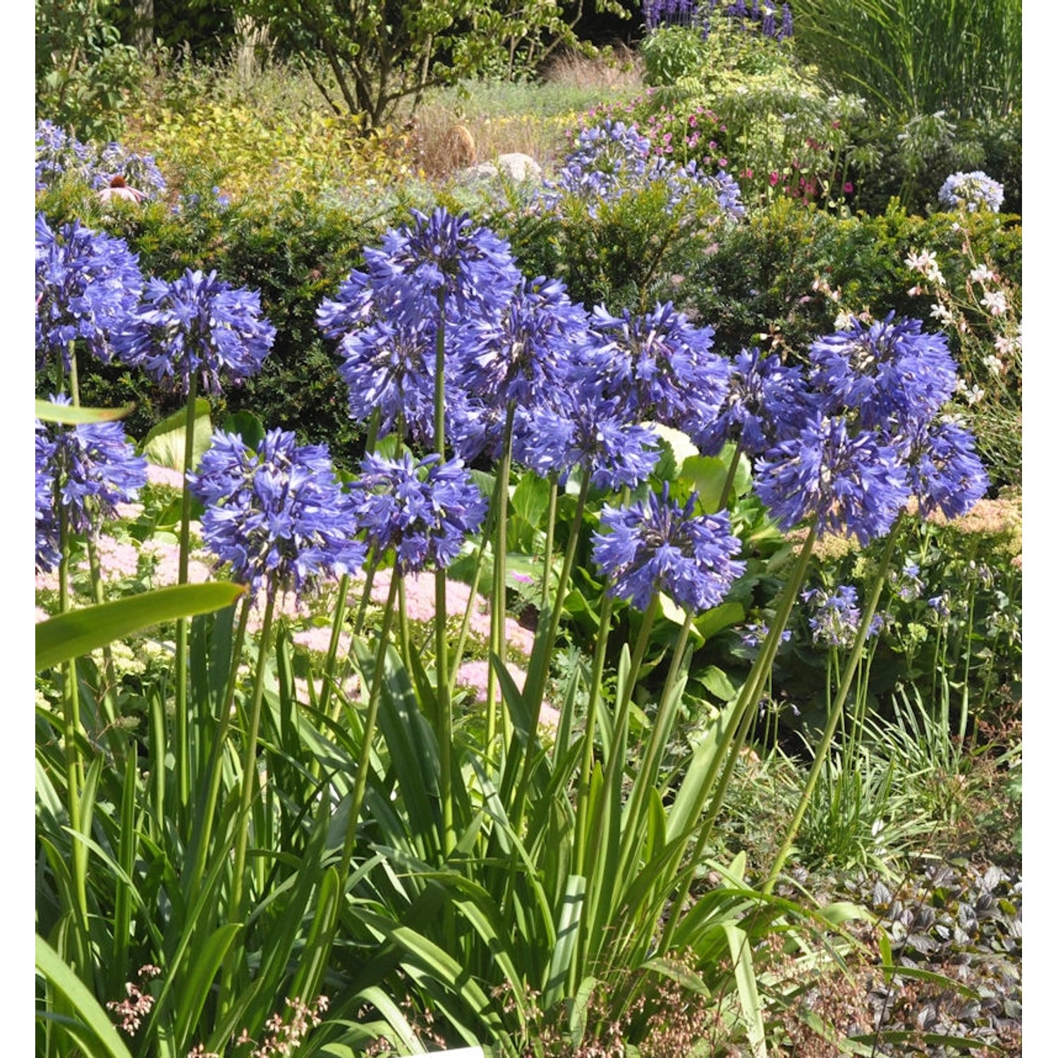 Liebesblume Schmucklilie Northern Star - großer Topf - Agapanthus africanus günstig online kaufen